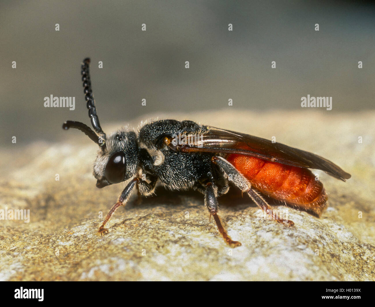 Blood bee (Sphecodes albilabris), female, Germany Stock Photo