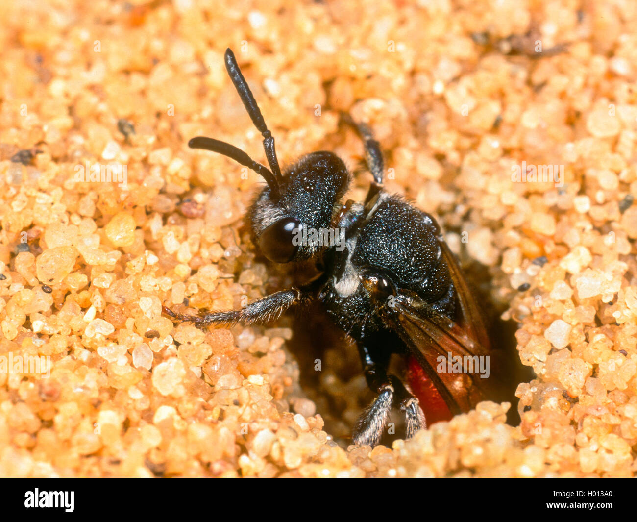 Blood bee (Sphecodes albilabris), Female leaving a Colletes-nest after oviposition, Germany Stock Photo