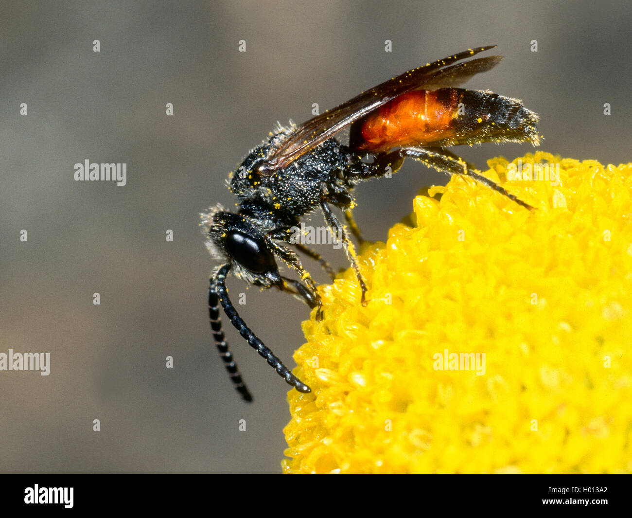 Blood bee (Sphecodes reticulatus), Male foraging on Chamomile (Matricaria chamomilla), Germany Stock Photo
