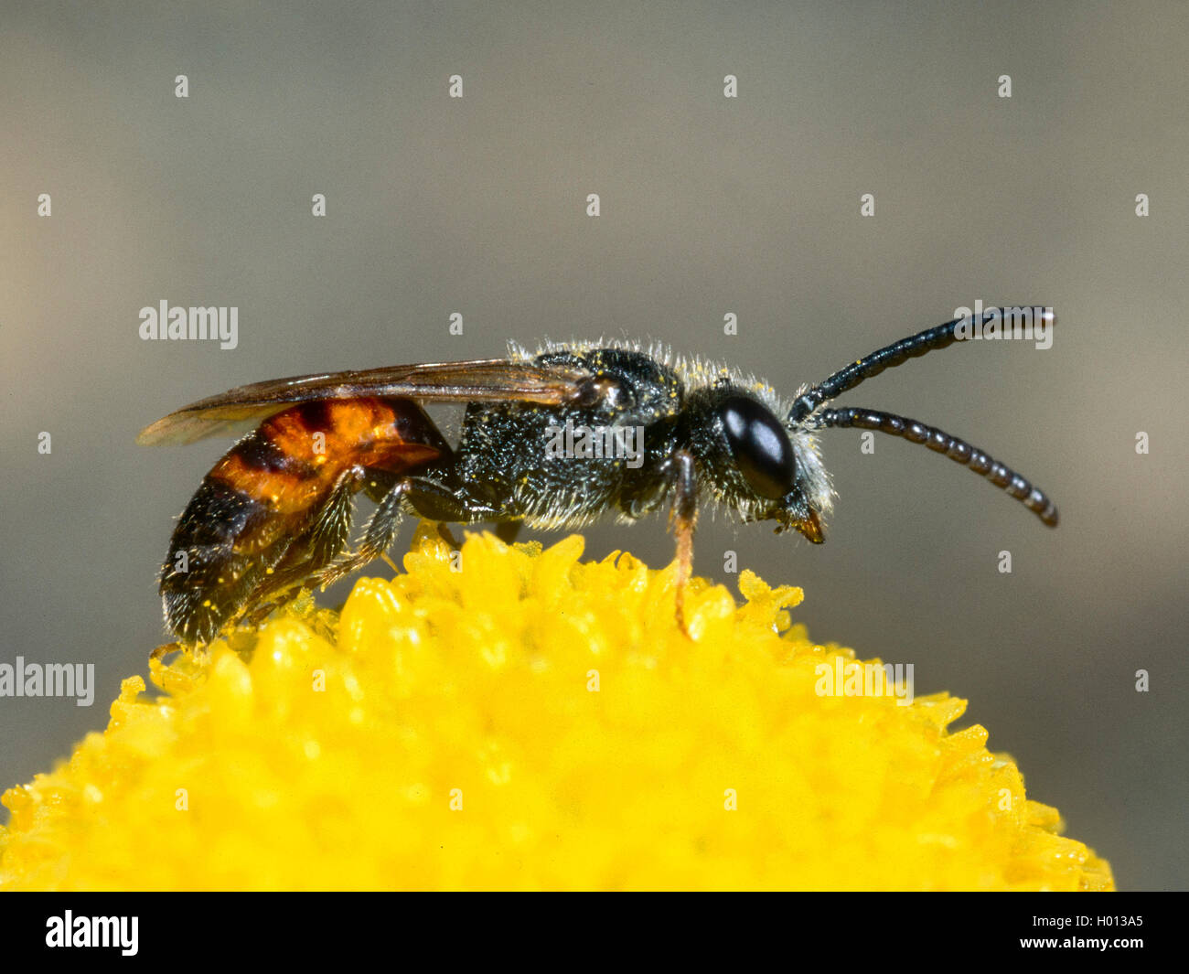 Blood bee (Sphecodes crassus), Male foraging on Chamomile (Matricaria chamomilla), Germany Stock Photo