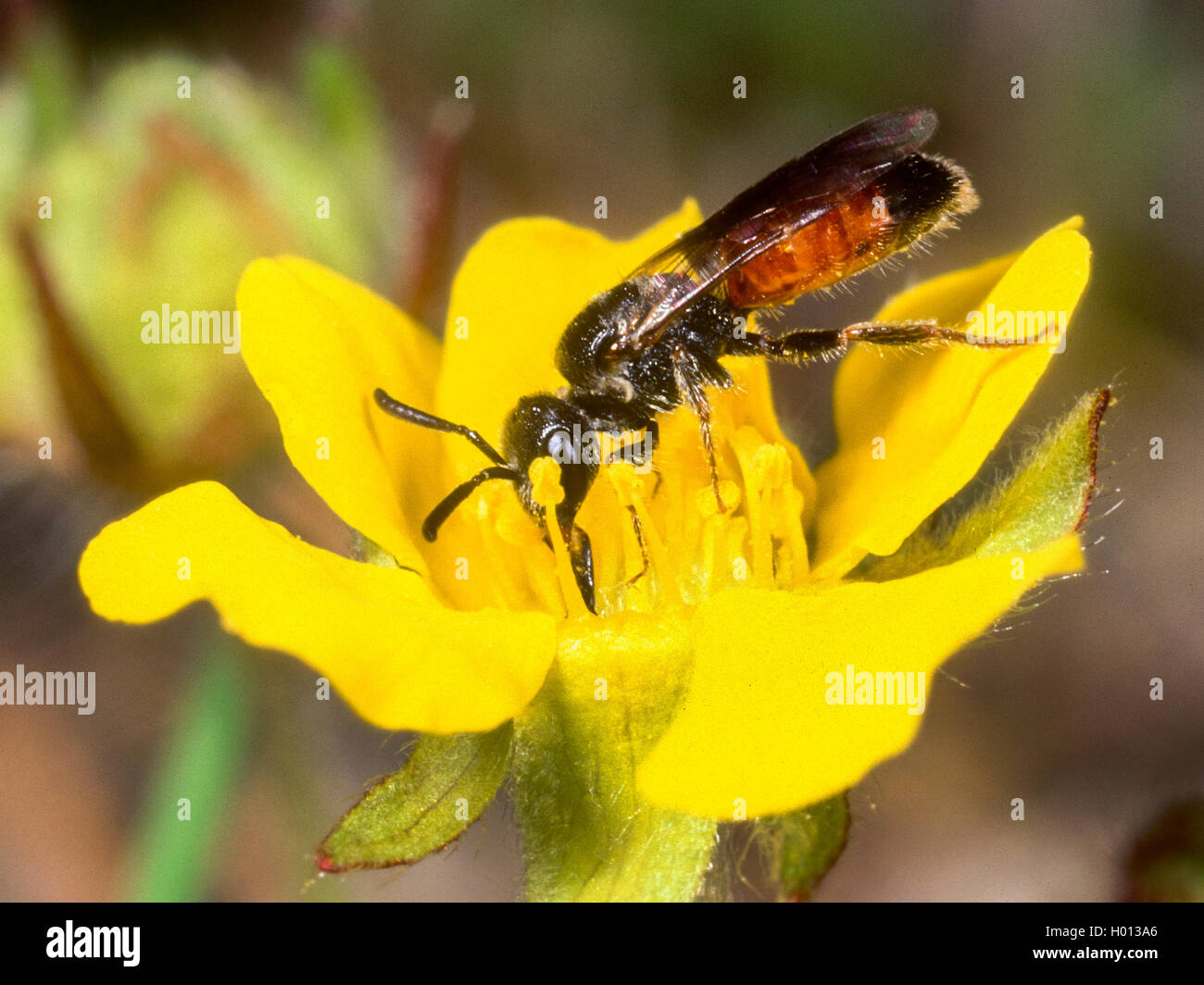 Blood bee (Sphecodes crassus), Female foraging on Creeping Cinquefoil (Potentilla reptans), Germany Stock Photo