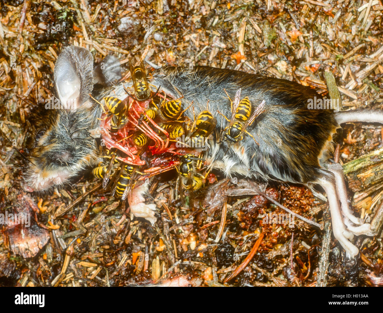 Saxon wasp (Dolichovespula saxonica, Vespula saxonica), Wasps feeding on a dead mouse, Germany Stock Photo