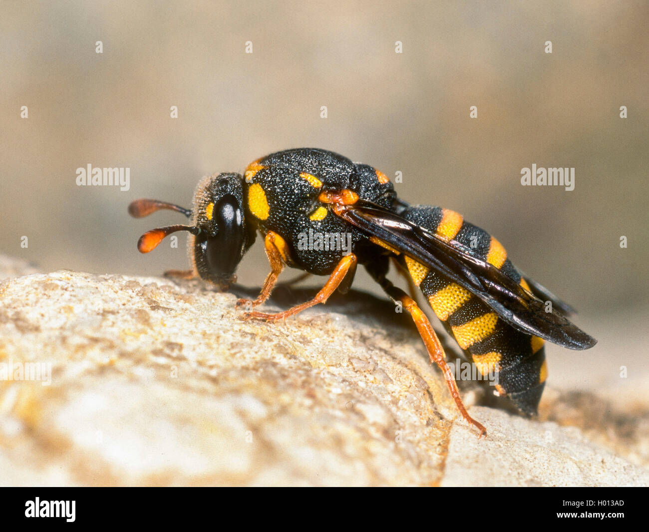 honey wasp (Celonites abbreviatus), Female in resting position, Germany Stock Photo