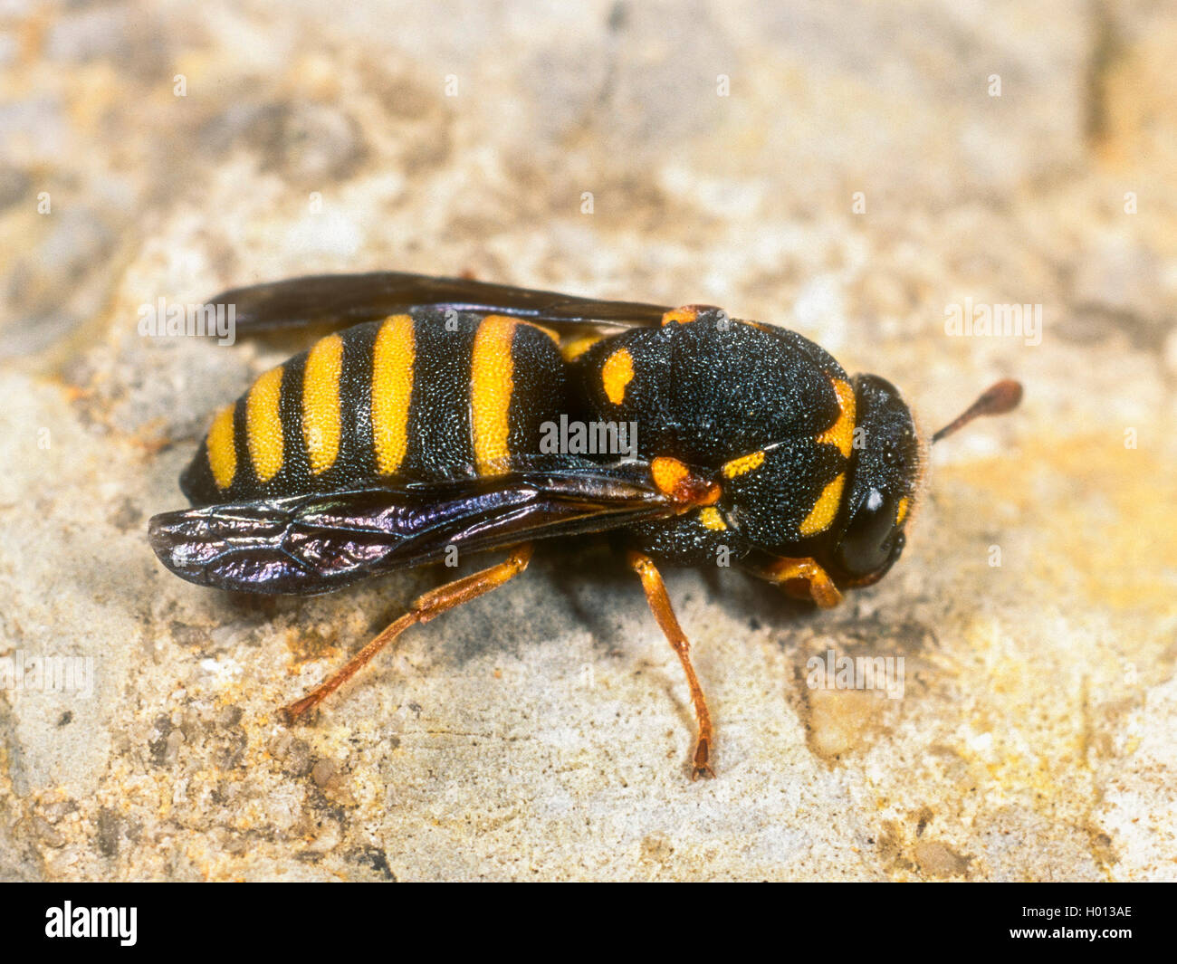 honey wasp (Celonites abbreviatus), Female in resting position, Germany Stock Photo