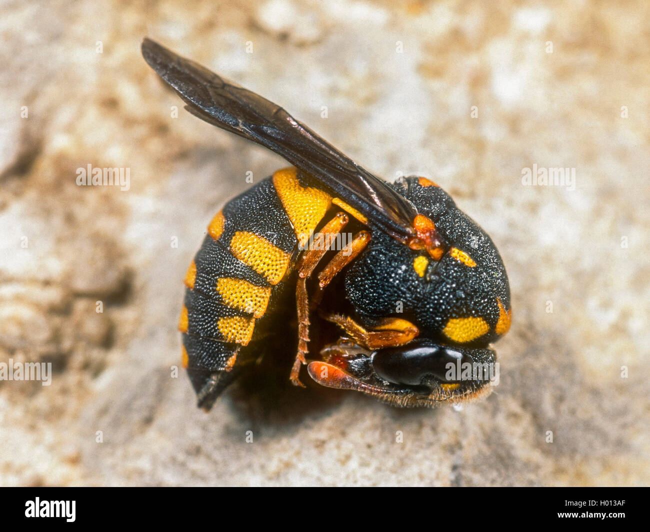 honey wasp (Celonites abbreviatus), Female in reel in protecting position, Germany Stock Photo