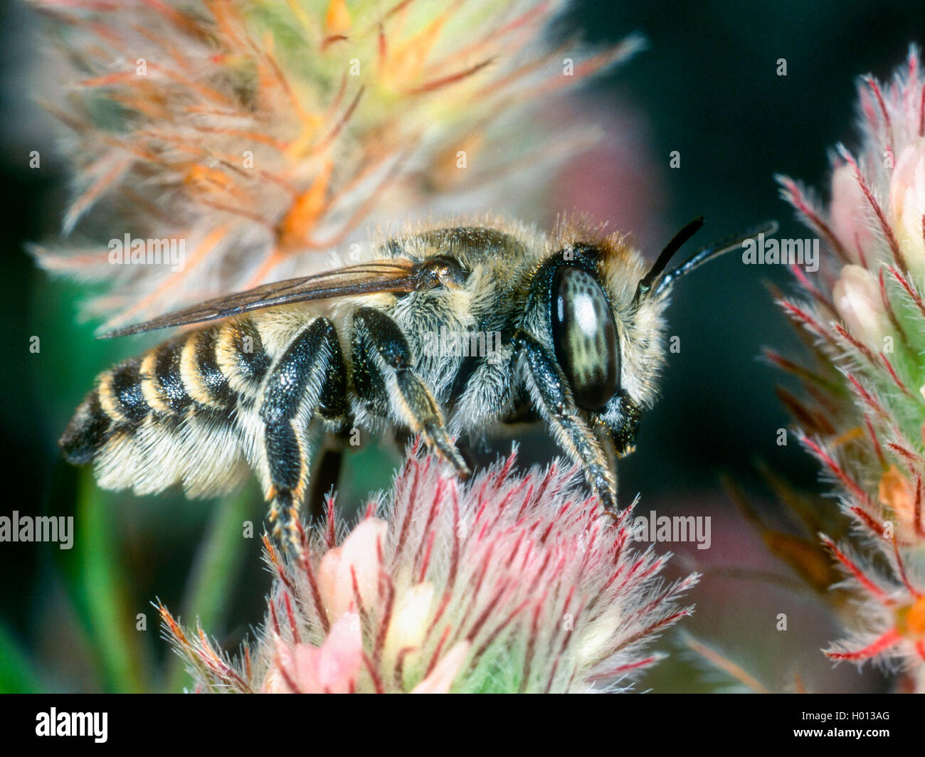 Silver Leaf-cutter Bee (Megachile leachella), Female foraging on Haresfoot Clover (Trifolium arvense), Germany Stock Photo