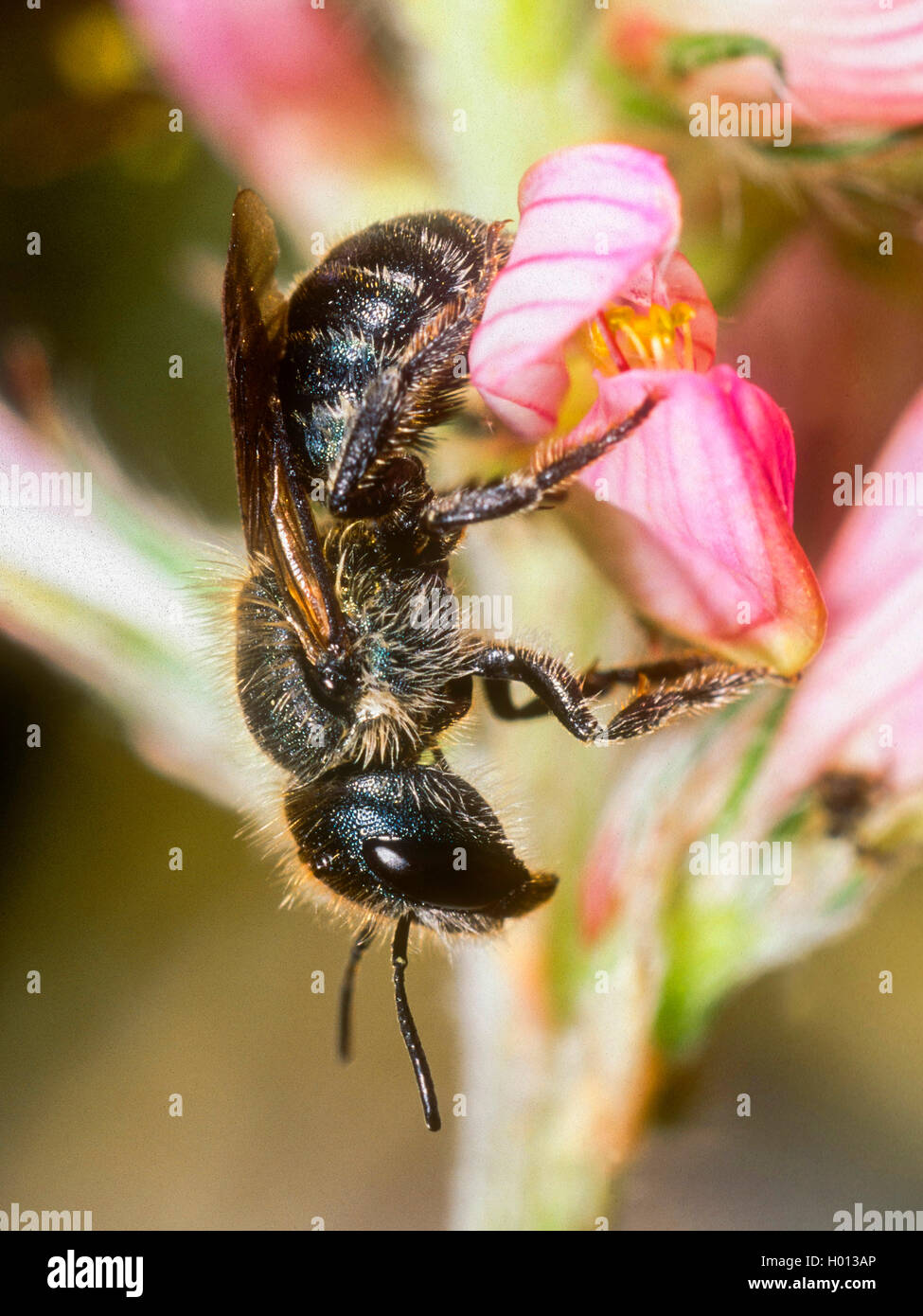 Blue mason bee (Osmia caerulescens), Female feeding on Common Sainfoin (Onobrychis viciifolia), Germany Stock Photo