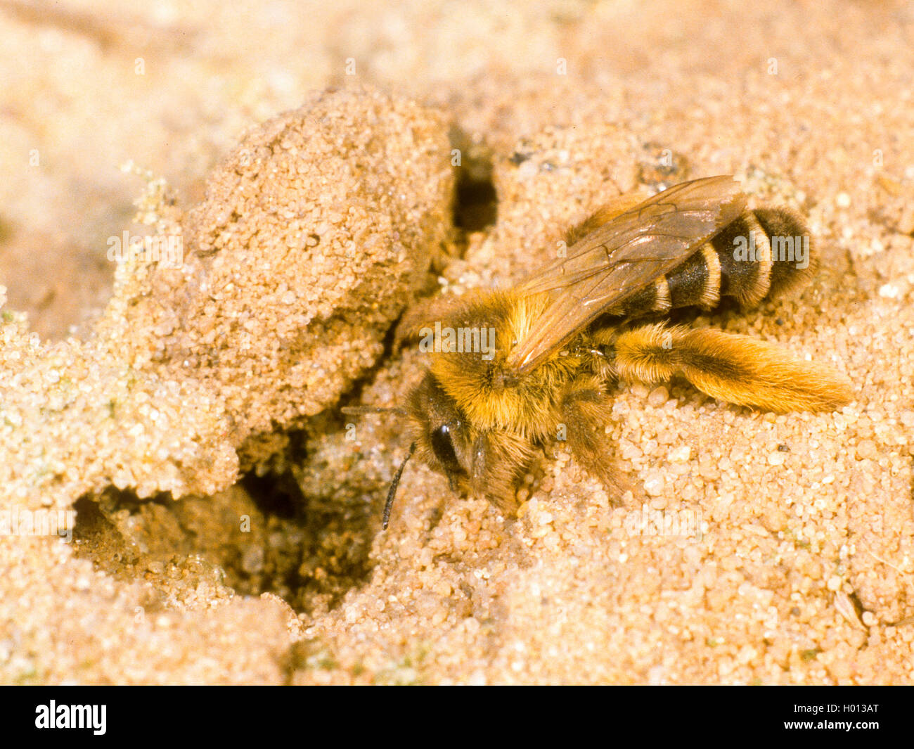 Dasypoda hirtipes (Dasypoda hirtipes), Female digging nest, Germany Stock Photo