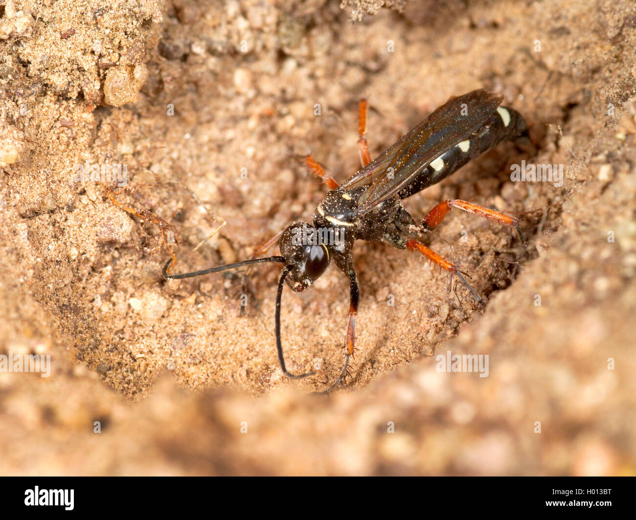 Spider wasp (Episyron albonotatum), Female closing nest, Germany Stock Photo