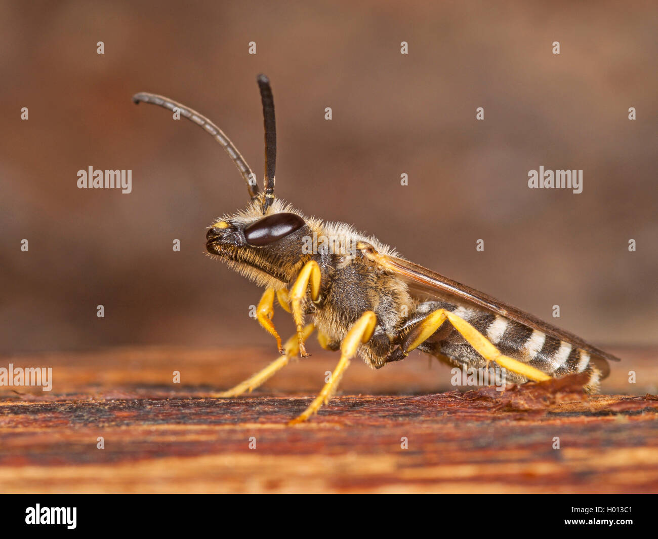 GelbbindenFurchenbiene, Gelbbindenfurchenbiene, Gelbbindige