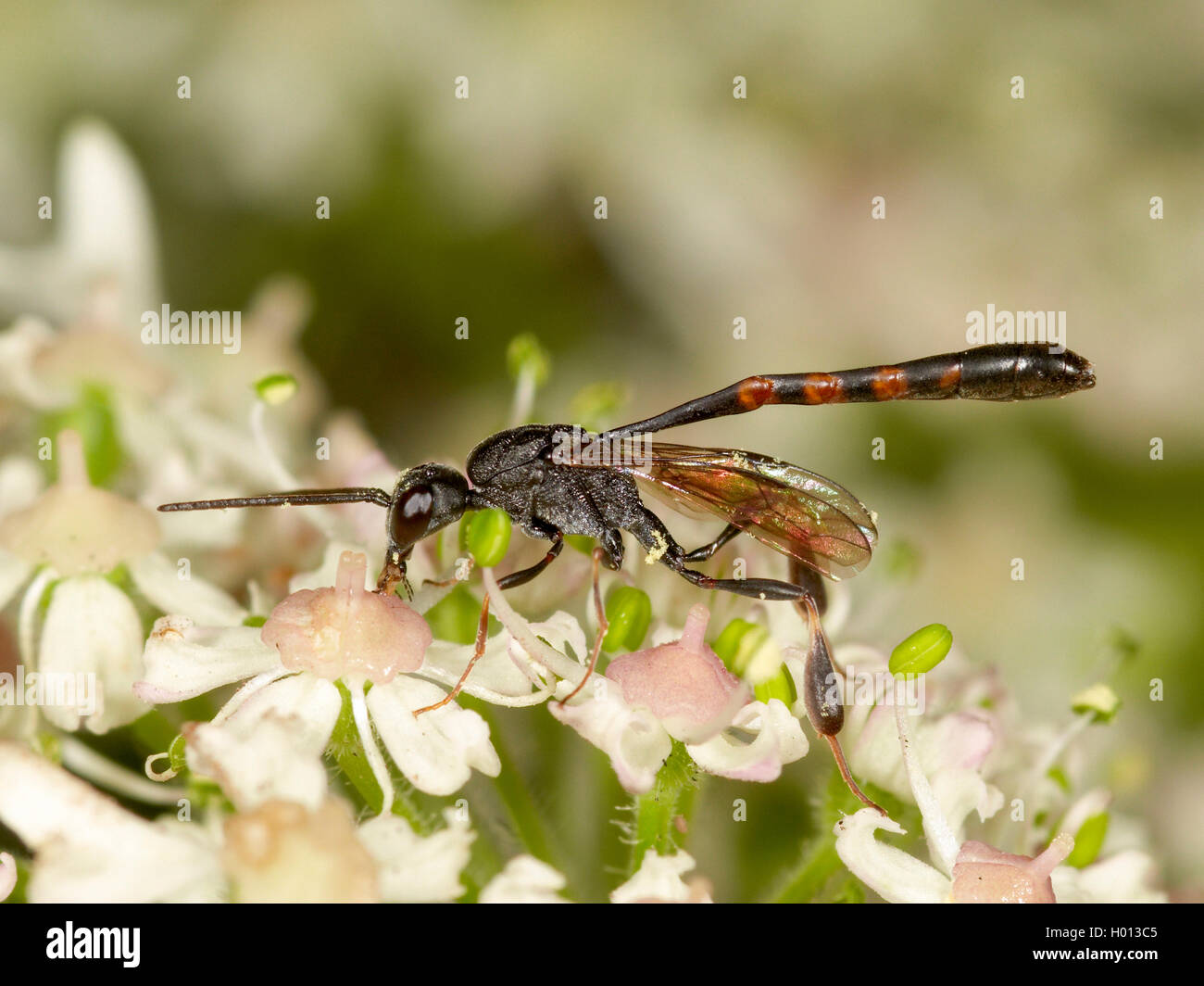 Gasteruptid wasps (Gasteruption assectator), Male foraging on Hogweed (Heracleum sphondylium), Germany Stock Photo