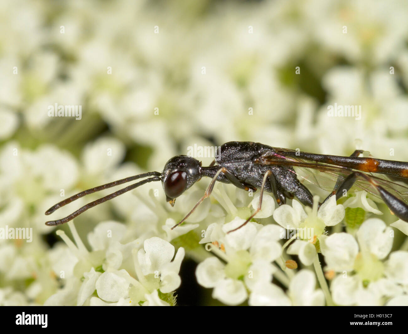 Gasteruptid wasps (Gasteruption assectator), female foraging on Wild Carrot (Daucus carota), Germany Stock Photo