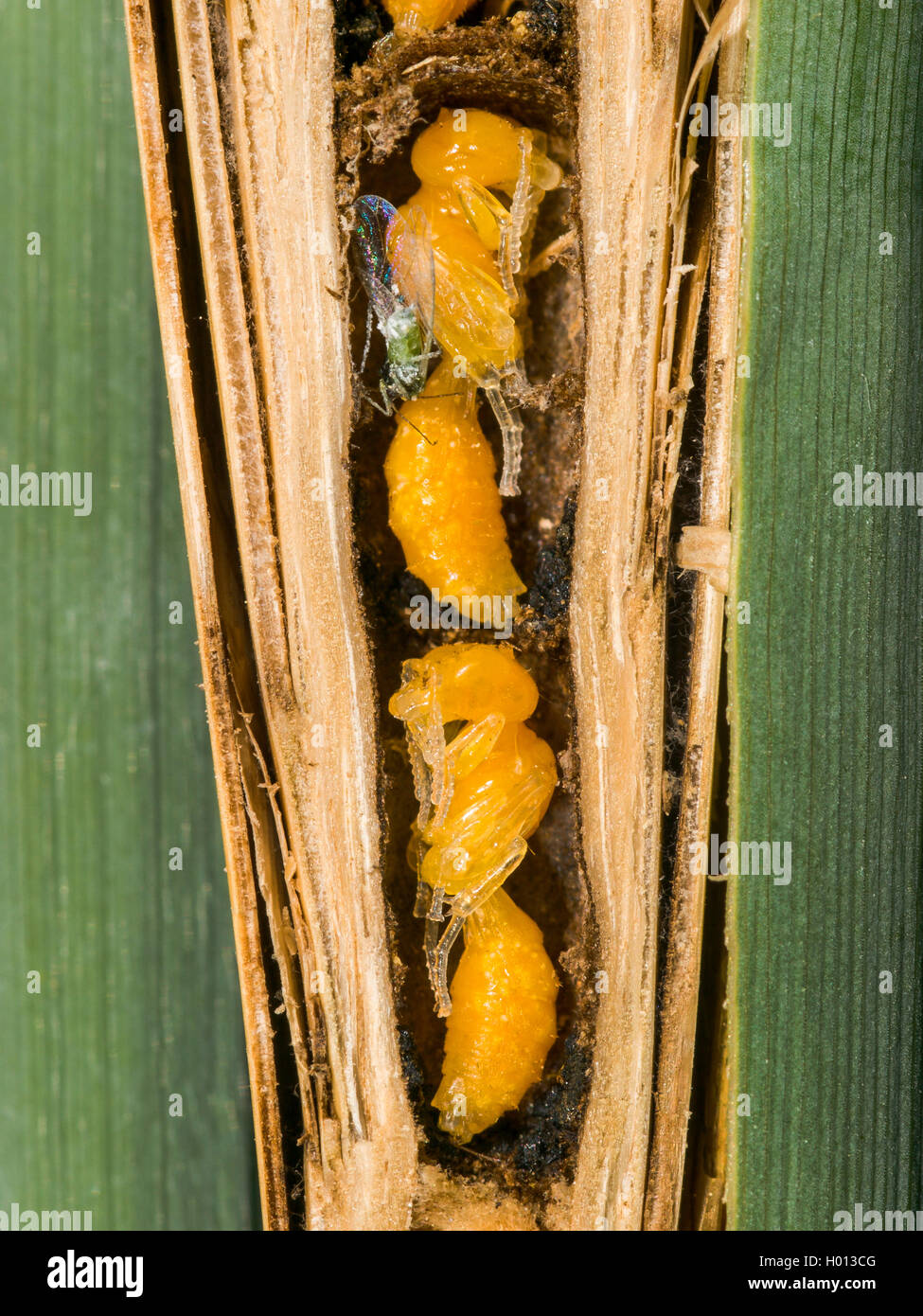 Digger Wasp (Pemphredon lethifer), Pupae in the leaved gall of Lipara lucens in Common Reed (Phragmites australis), Germany Stock Photo