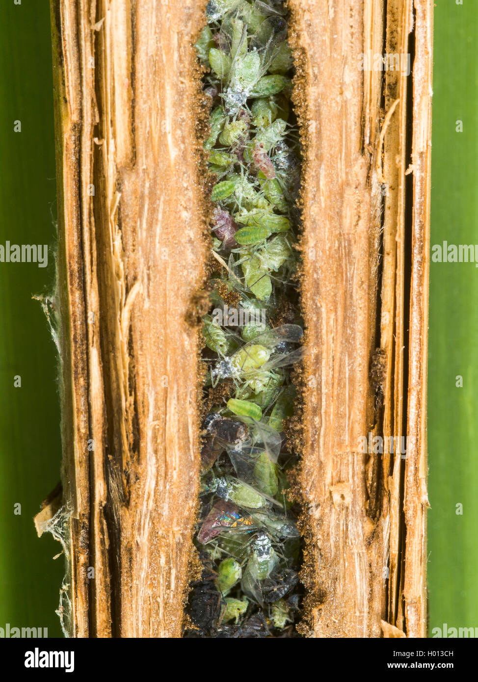 Digger Wasp (Pemphredon lethifer), Captured Aphids in the nest - the gall from Lipara lucens in Common Reed (Phragmites australis), Germany Stock Photo