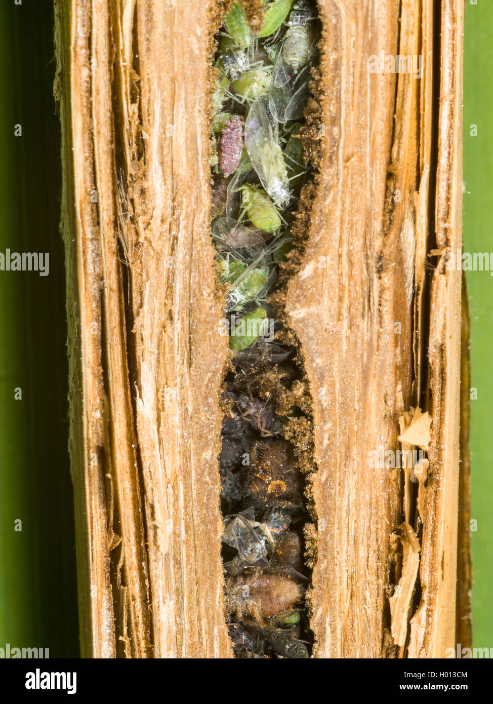 Digger Wasp (Pemphredon lethifer), Captured Aphids in the nest - the gall from Lipara lucens in Common Reed (Phragmites australis), Germany Stock Photo