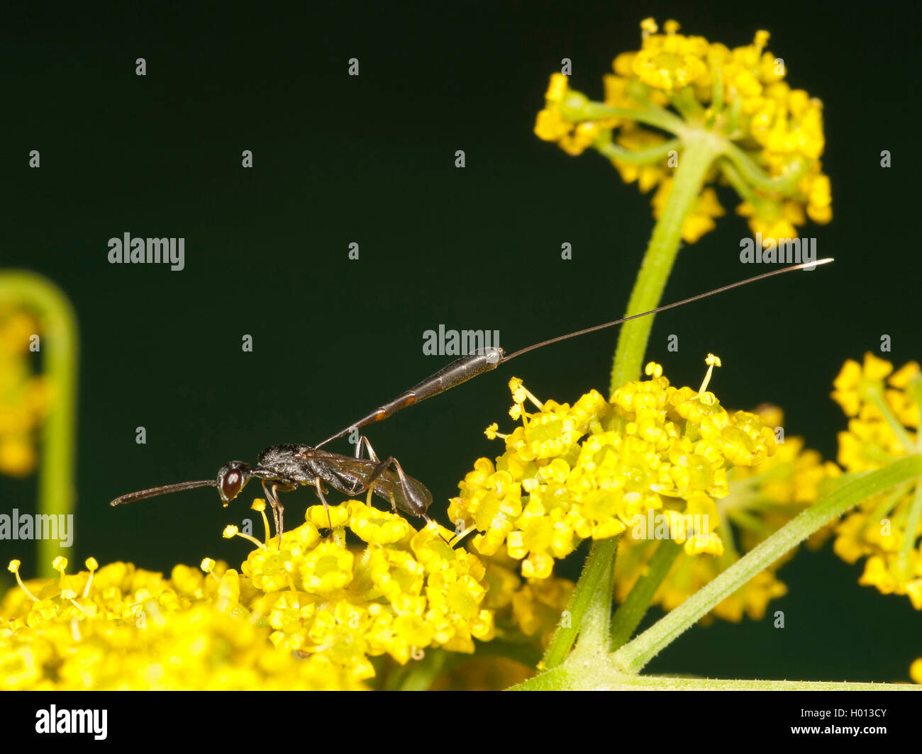 gasteruptid wasp (Gasteruption tournieri), Female foraging on Parsnip (Pastinaca sativa), Germany Stock Photo