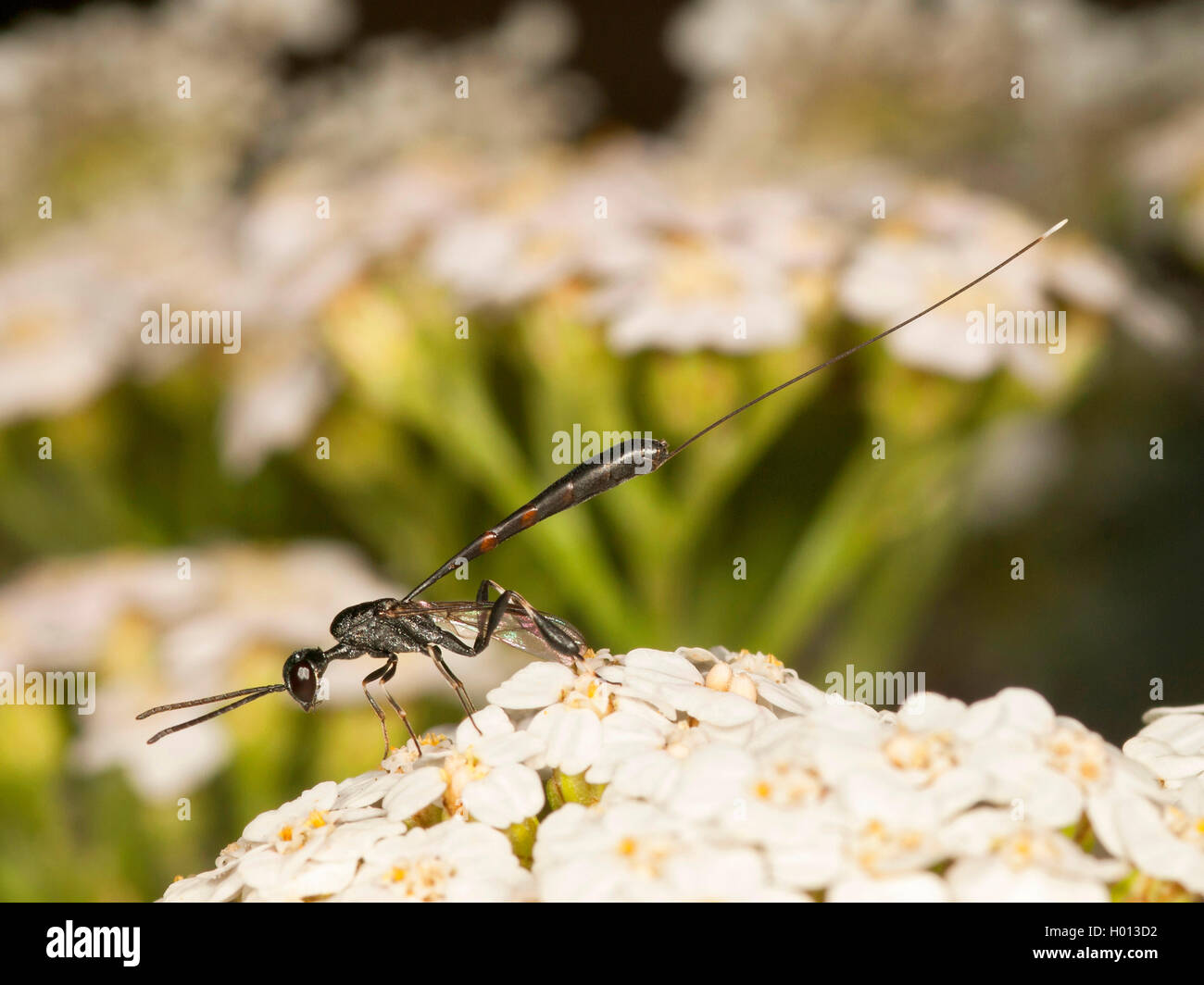 gasteruptid wasp (Gasteruption tournieri), Female foraging on Common Yarrow (Achillea millefolium), Germany Stock Photo