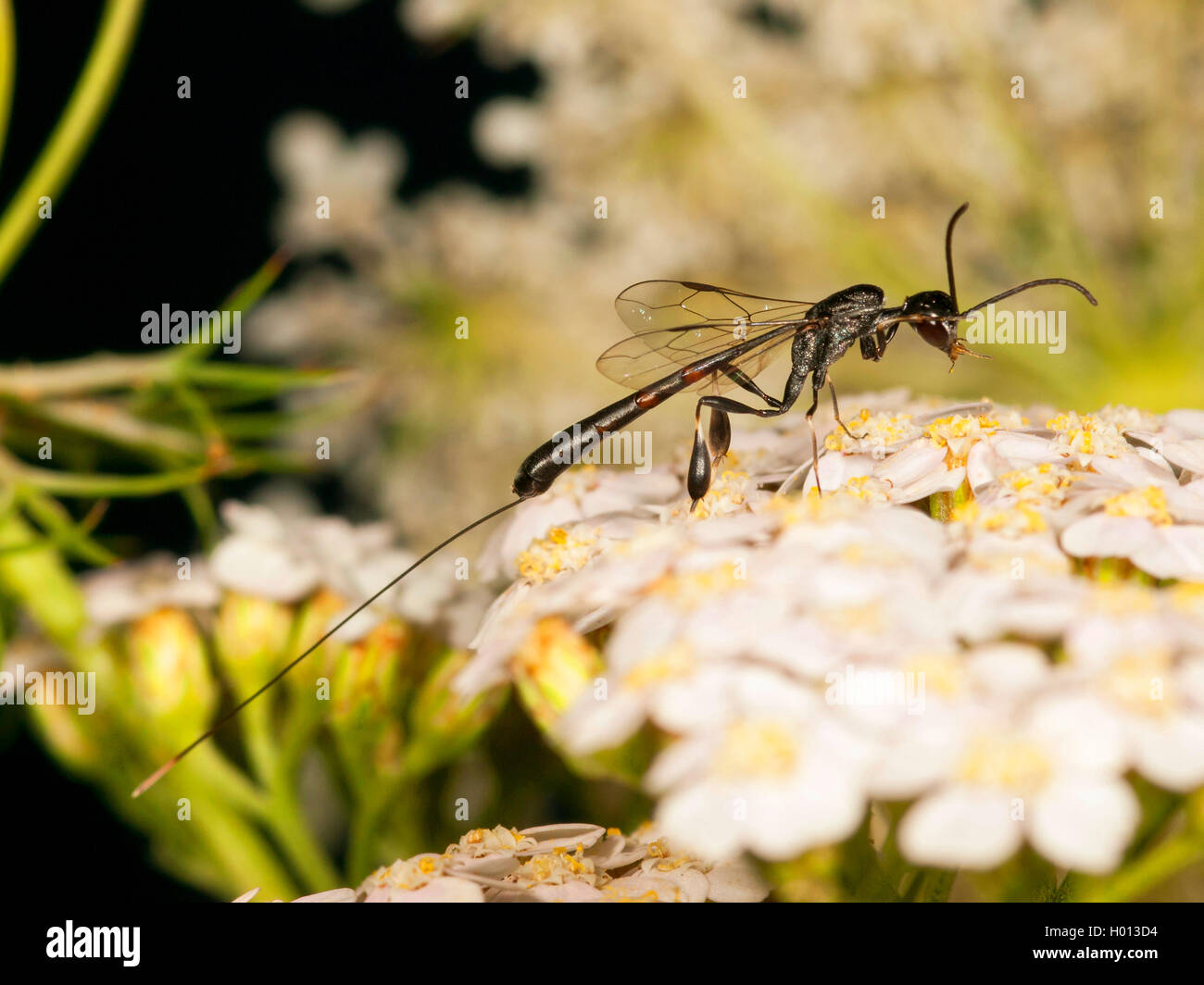 gasteruptid wasp (Gasteruption tournieri), Femalegrooming on Common Yarrow (Achillea millefolium), Germany Stock Photo