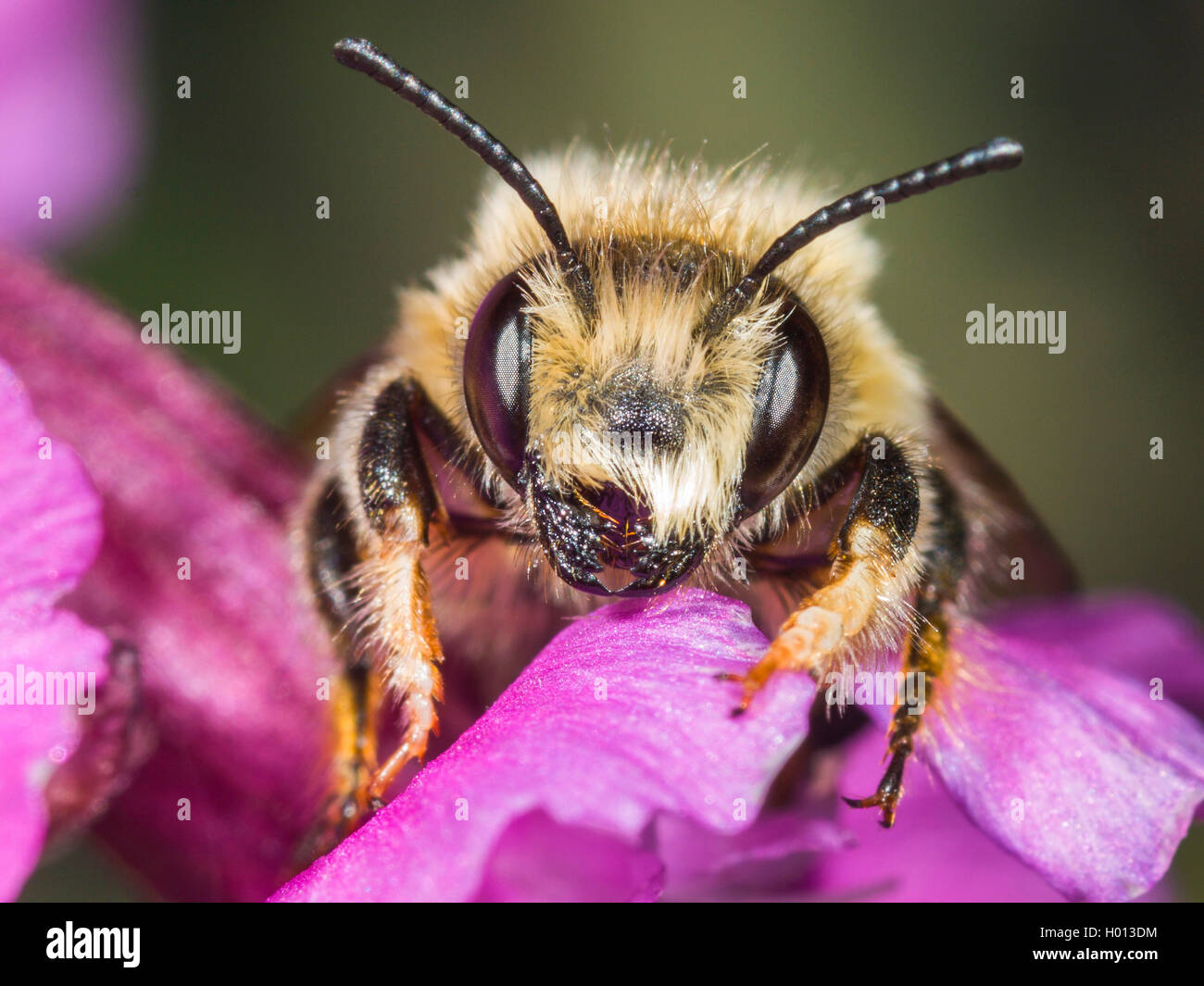 leaf-cutter bee (Megachile nigriventris), Male foraging on Clammy Campion (Silene viscaria), Germany Stock Photo