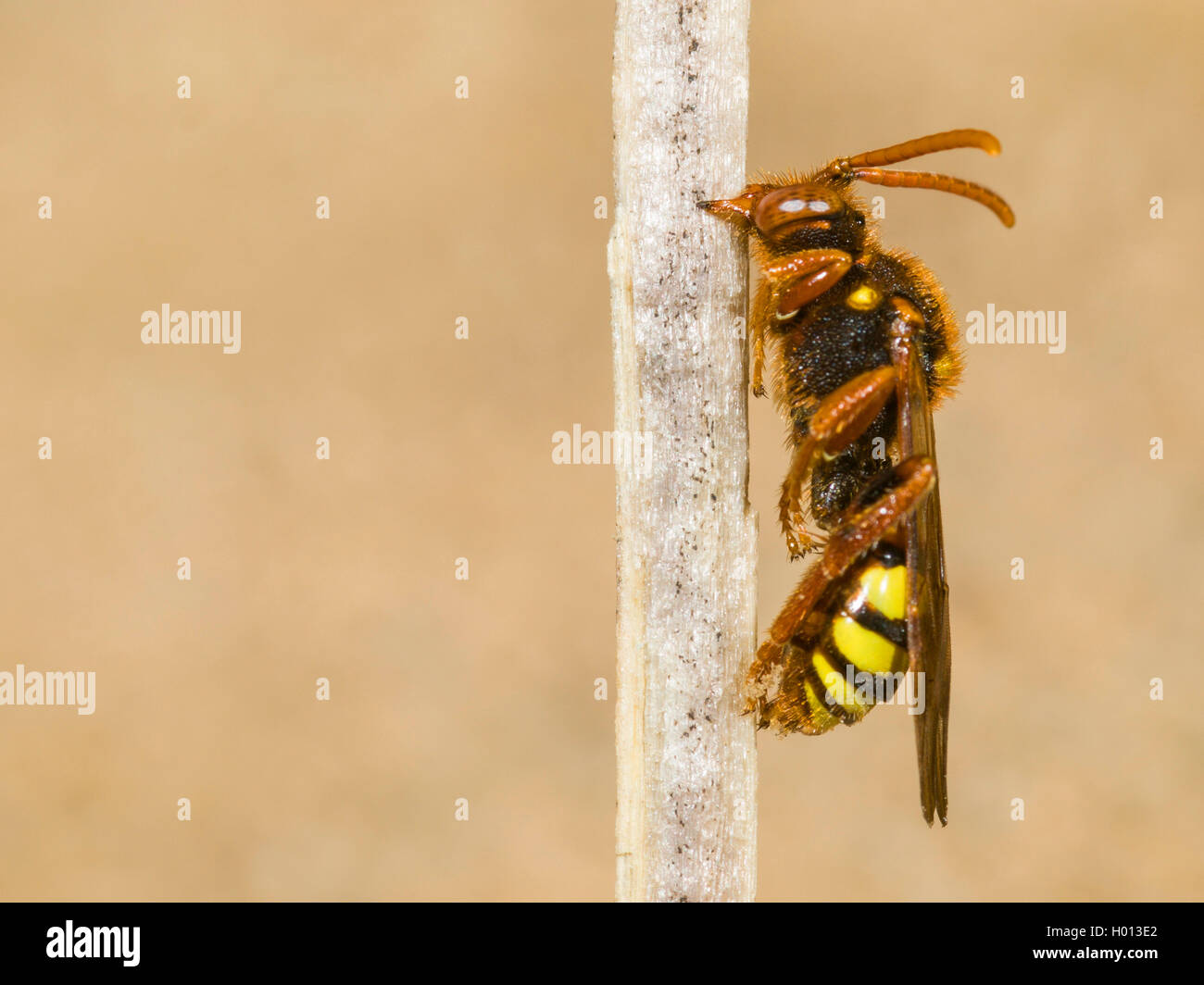 Lathbury's Nomad Bee (Nomada lathburiana), sleeping female, Germany Stock Photo