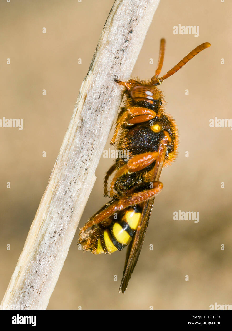 Lathbury's Nomad Bee (Nomada lathburiana), sleeping female, Germany Stock Photo
