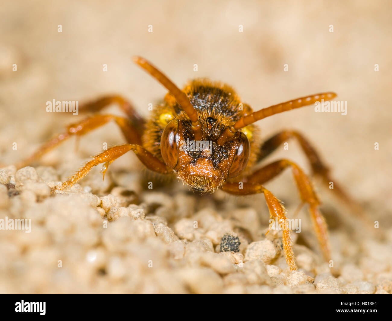 Lathbury's Nomad Bee (Nomada lathburiana), Female on sand, Germany Stock Photo
