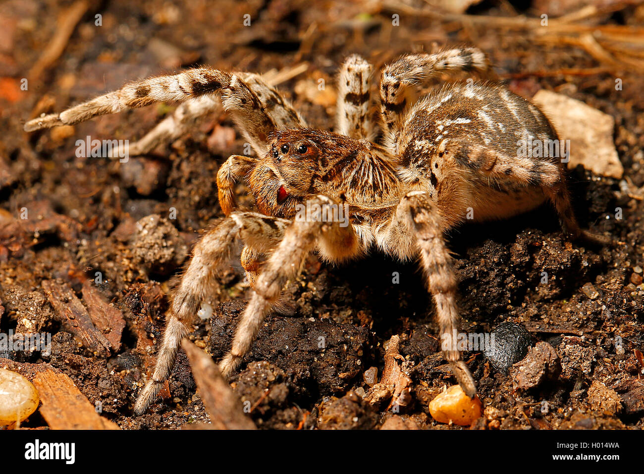 South Russia tarantula (Lycosa singoriensis), on the ground, Austria Stock Photo
