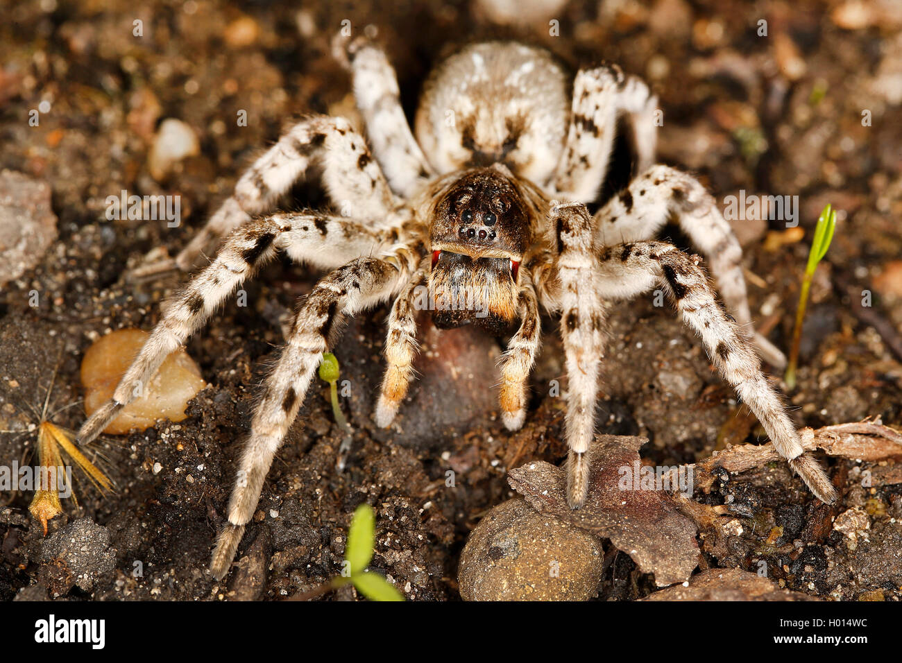 South Russia tarantula (Lycosa singoriensis), on the ground, Austria Stock Photo