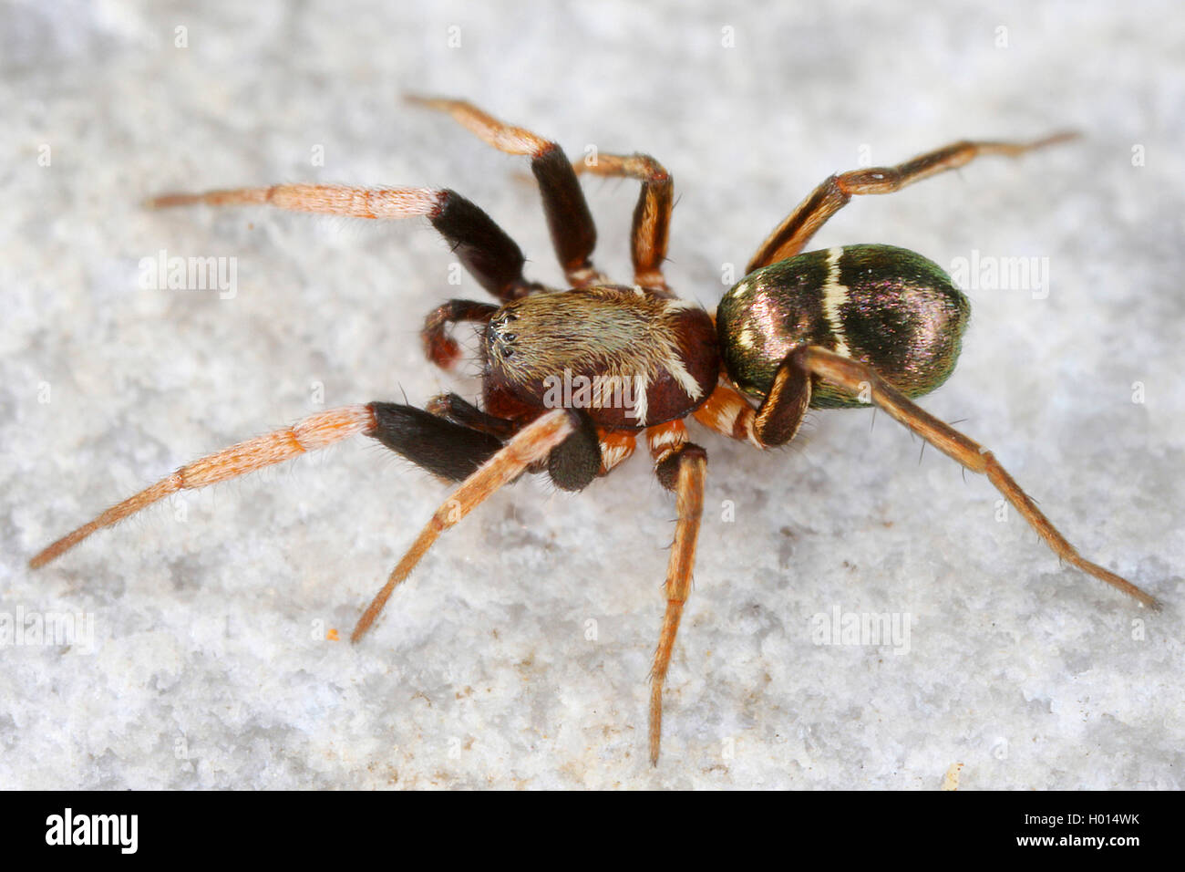 ground spider (Micaria pulicaria), on a stone, Austria Stock Photo