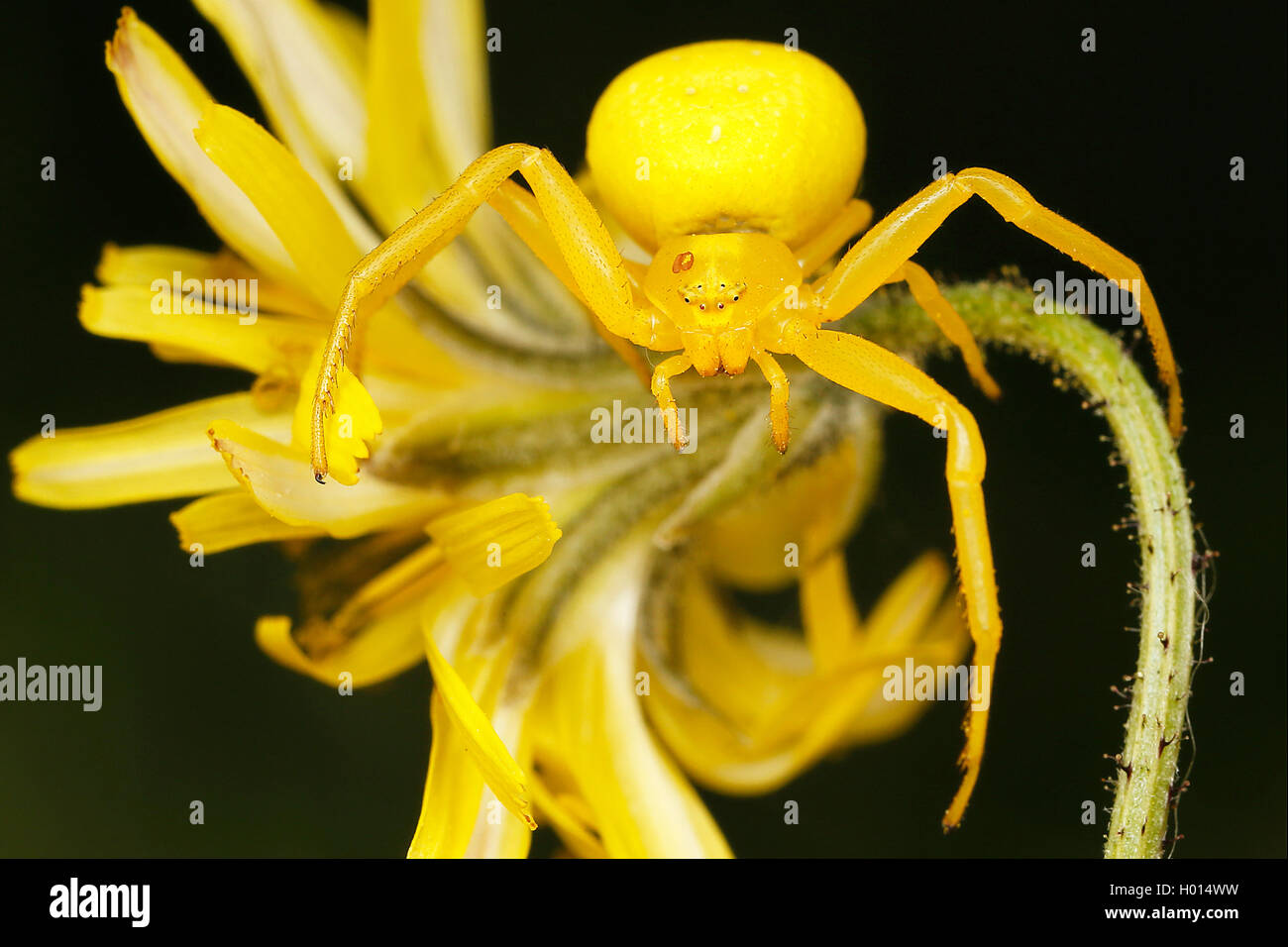 goldenrod crab spider (Misumena vatia), female, Austria Stock Photo - Alamy