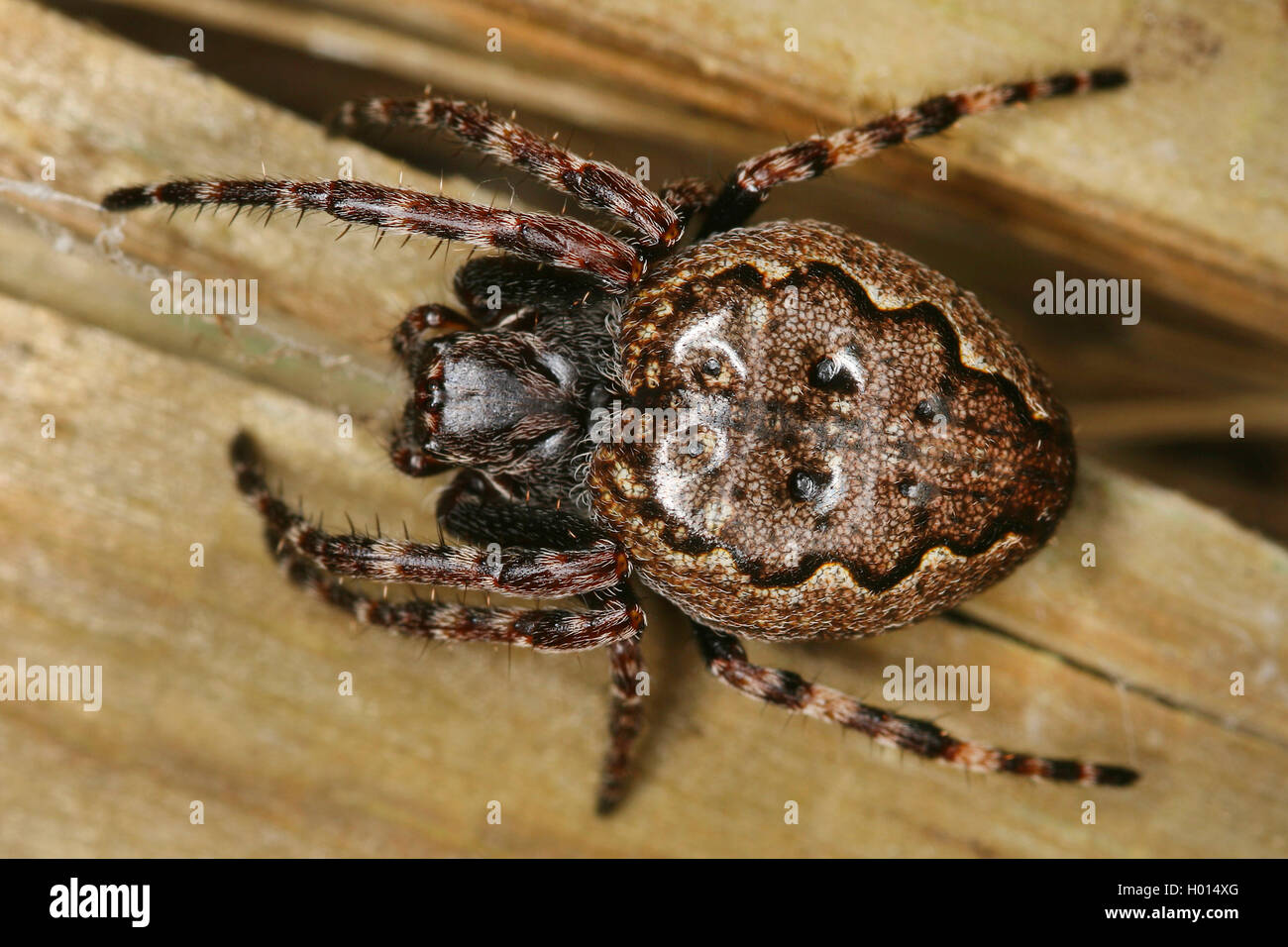 Spaltenkreuzspinne, Spalten-Kreuzspinne (Araneus umbraticus, Nuctenea umbratica), auf Holz, Oesterreich | Crevice spider, Walnut Stock Photo