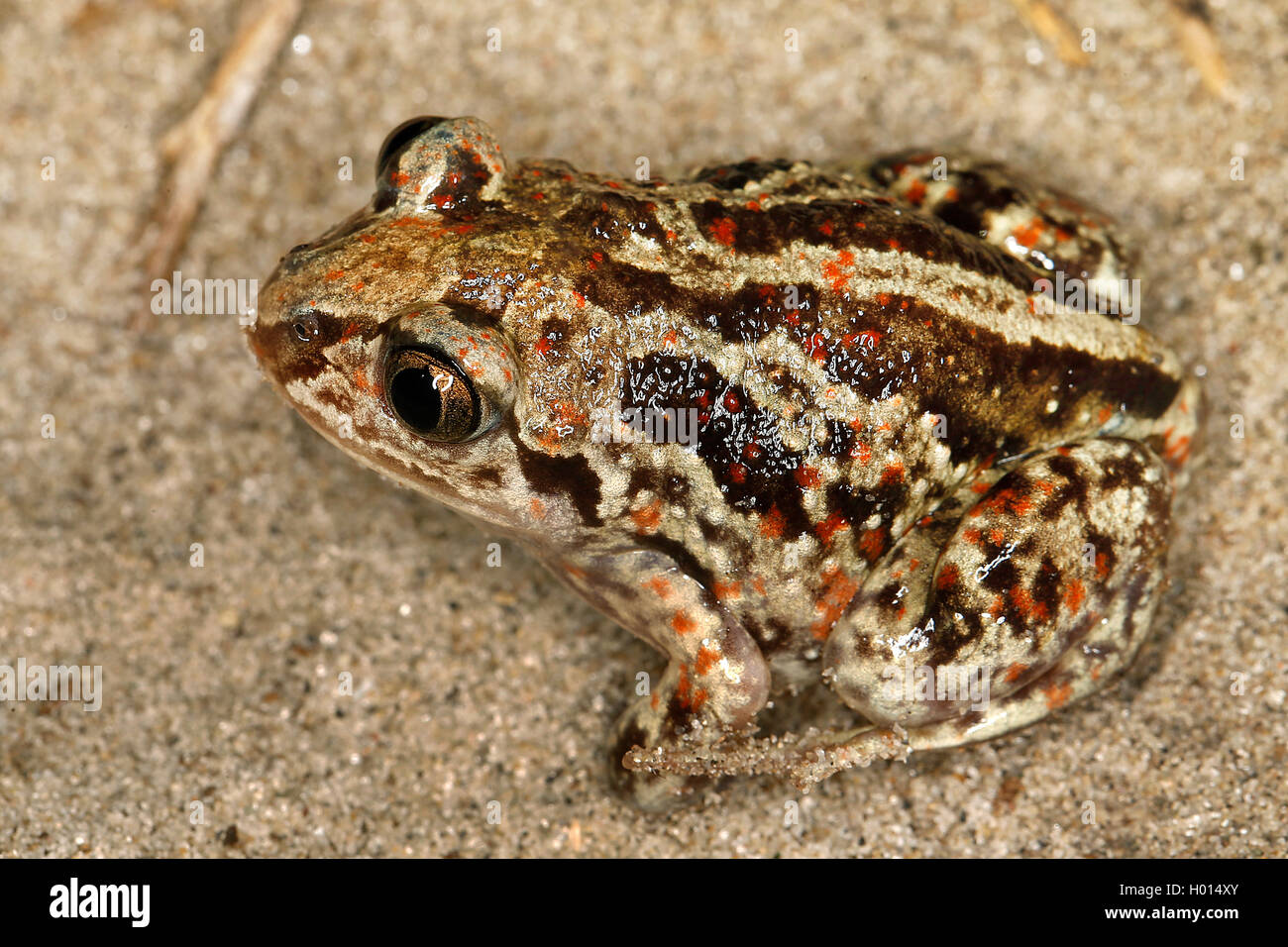 Knoblauchkroete, Knoblauch-Kroete (Pelobates fuscus), auf Sand, Aufsicht, Oesterreich | common spadefoot, garlic toad (Pelobates Stock Photo
