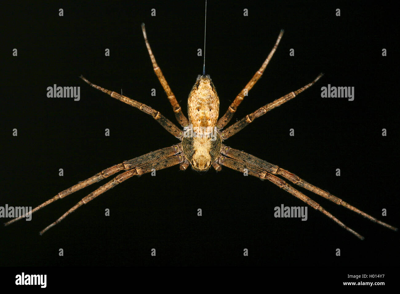 Philodromus (Philodromus margaritatus), in front of black background
