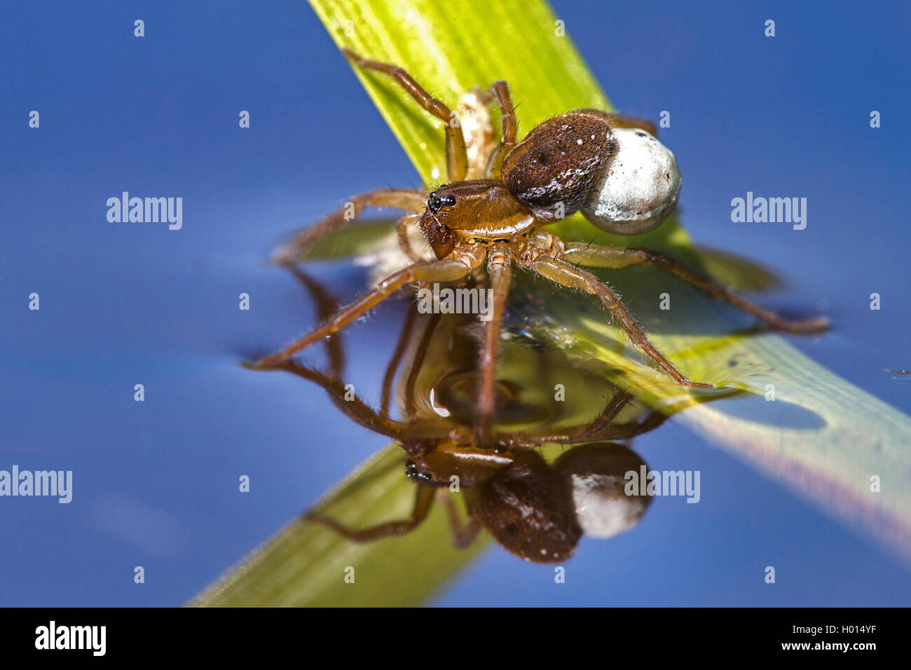 Water spider bubble hi-res stock photography and images - Alamy