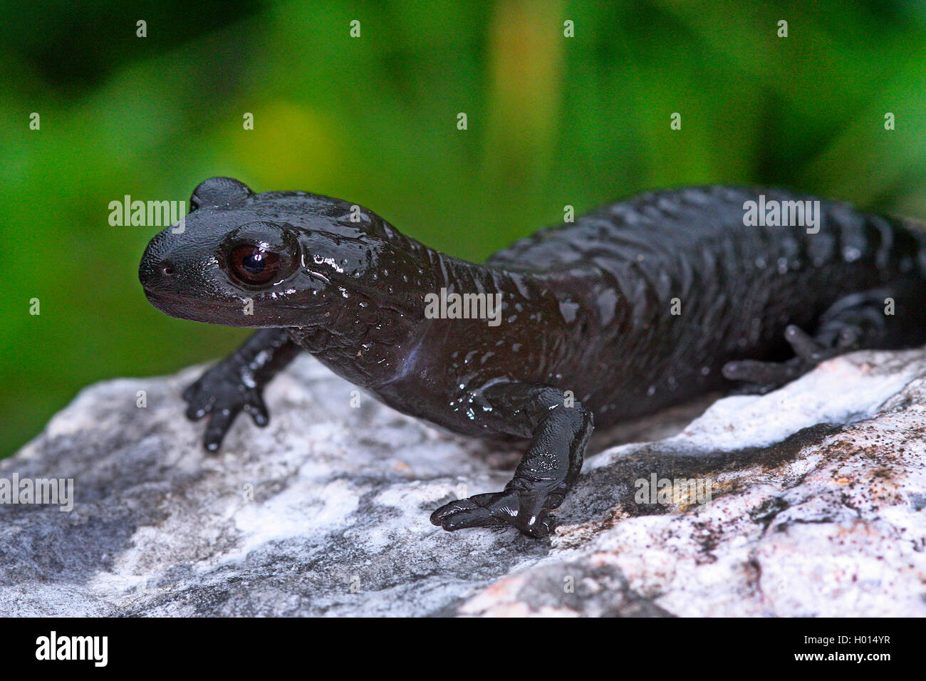 Alpine salamander, European Alpine salamander (Salamandra atra), on a stone, Austria Stock Photo