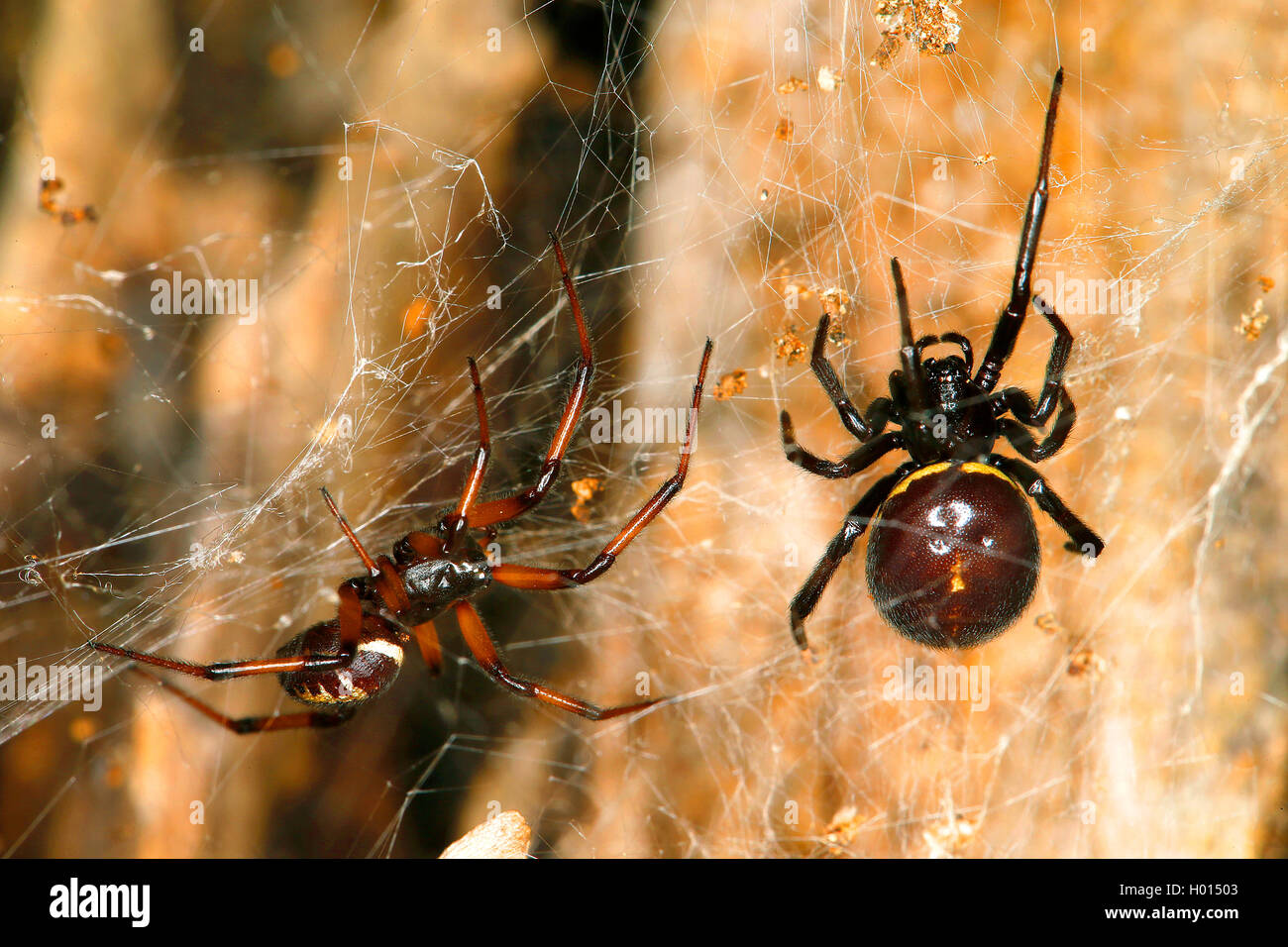 Falsche Witwe, Falsche Schwarze Witwe (Steatoda paykulliana), Maennchen und Weibchen, Frankreich | False widow spider (Steatoda  Stock Photo