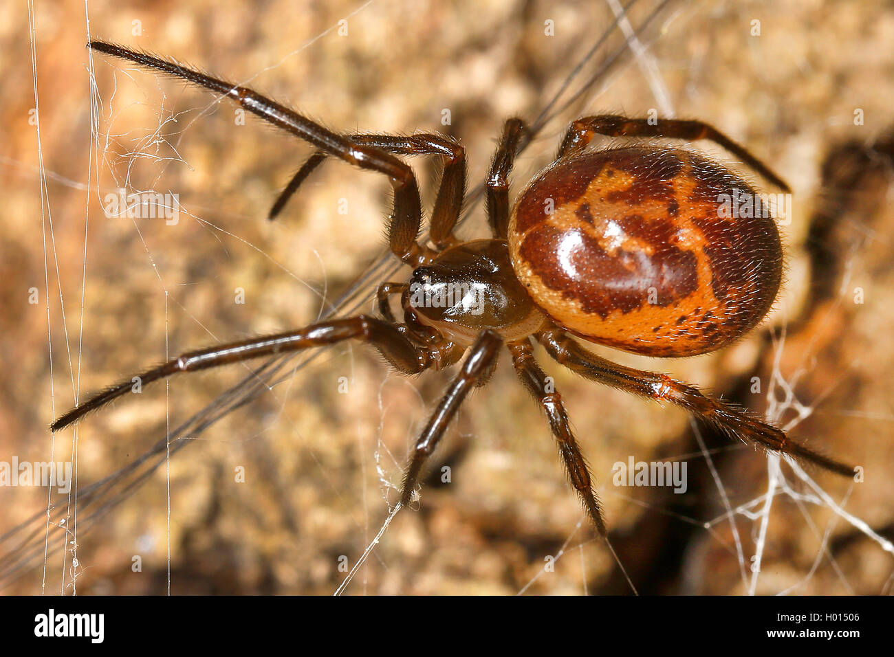 Kugel-Spinne, Kugelspinne (Steatoda spec.), in ihrem Netz, Frankreich, Korsika | tangle-web spider (Steatoda spec.), in its web, Stock Photo