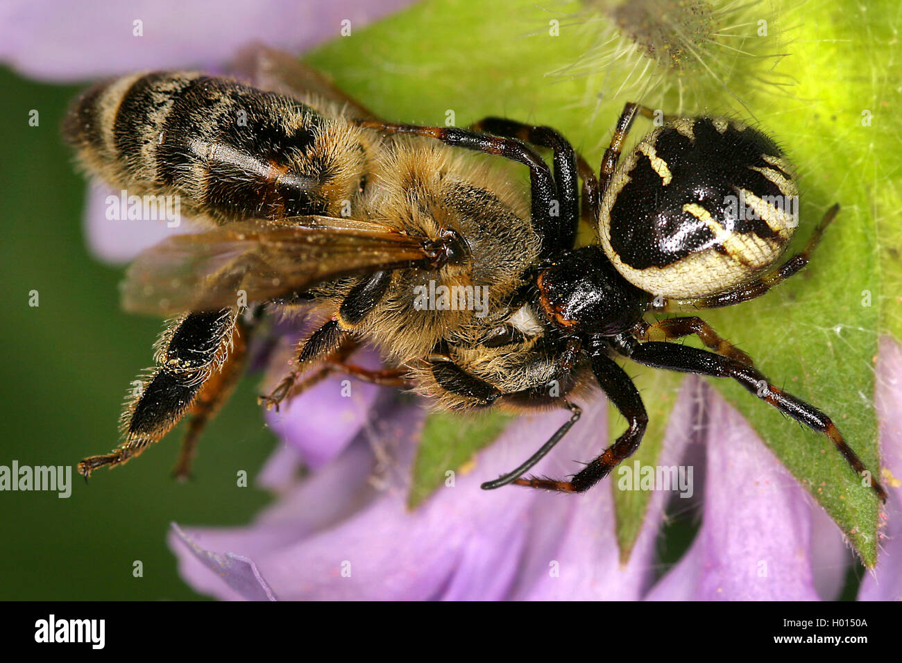Crab Spider (Synema globosum, Synaema globosum), female with caught bee, Austria Stock Photo