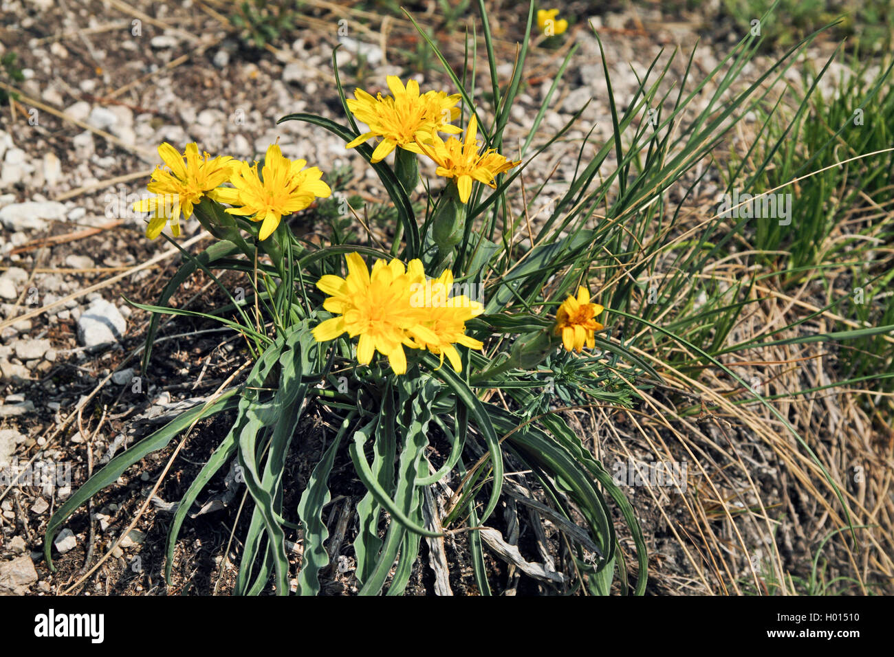 Austrian salsify (Scorzonera austriaca), blooming, Austria Stock Photo