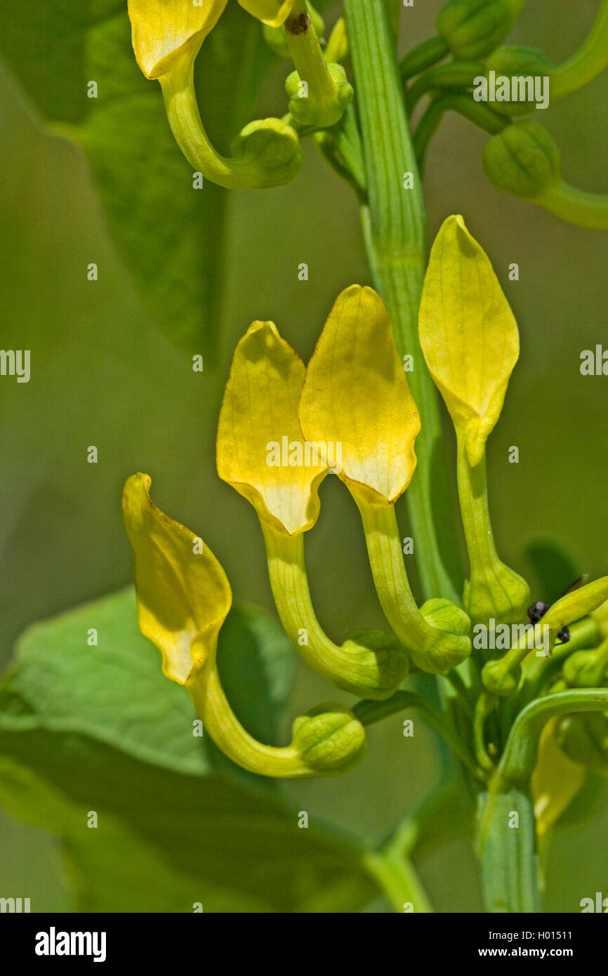 Birthwort (Aristolochia clematitis), flowers, Germany Stock Photo