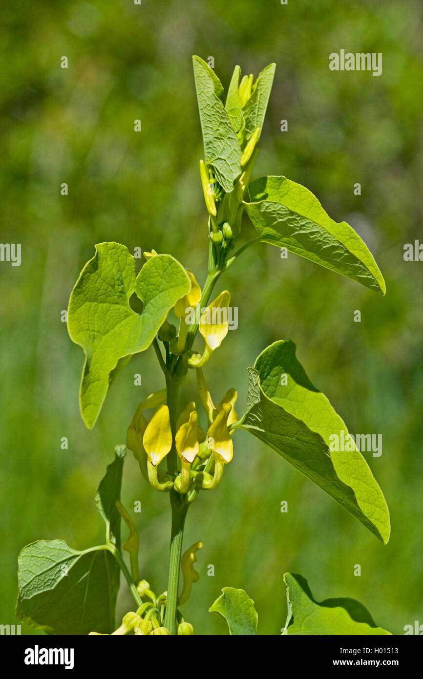 Birthwort (Aristolochia clematitis), flowers, Germany Stock Photo