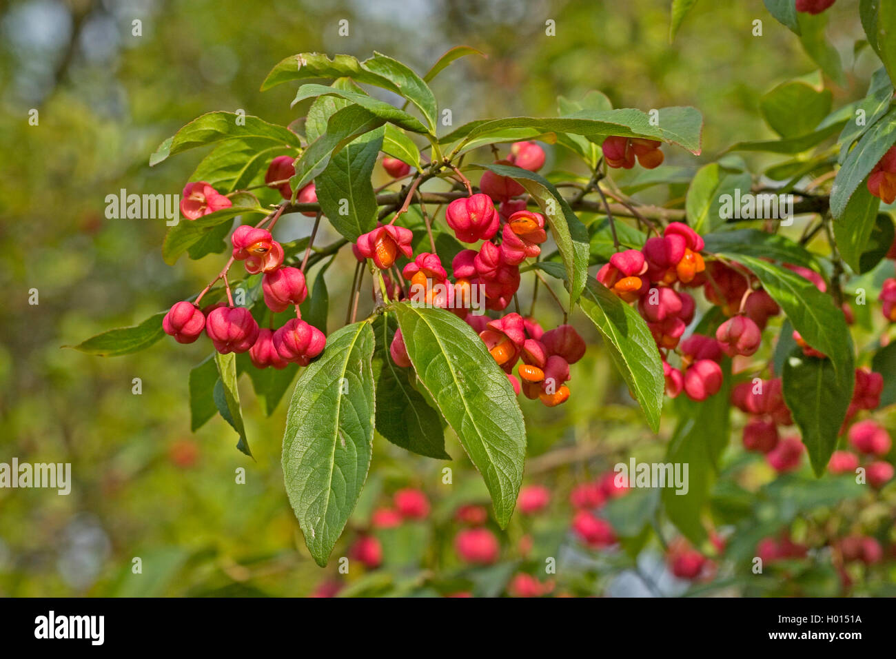 European spindle-tree (Euonymus europaea, Euonymus europaeus), fruiting, Germany Stock Photo