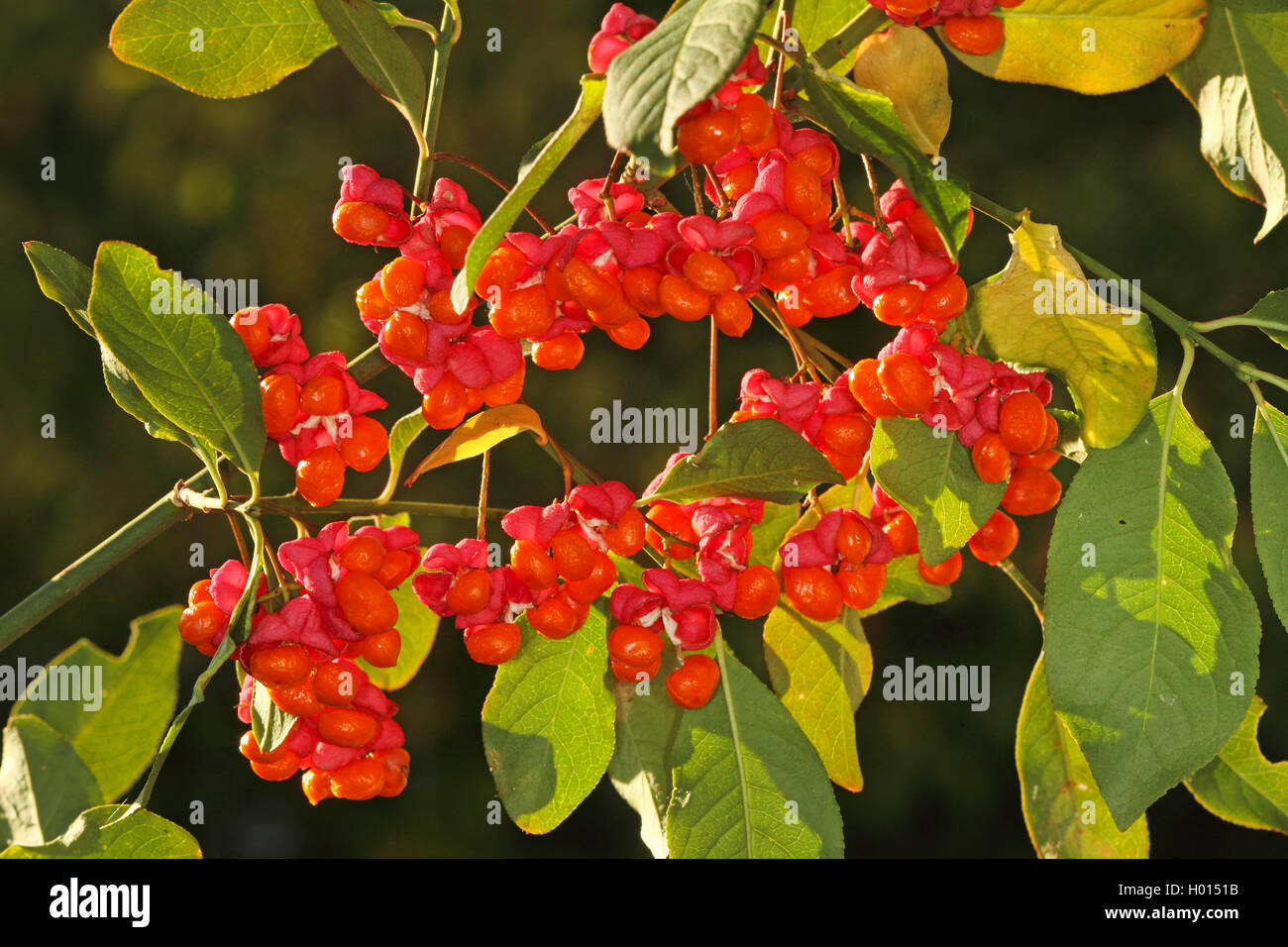 European spindle-tree (Euonymus europaea, Euonymus europaeus), fruiting, Germany Stock Photo