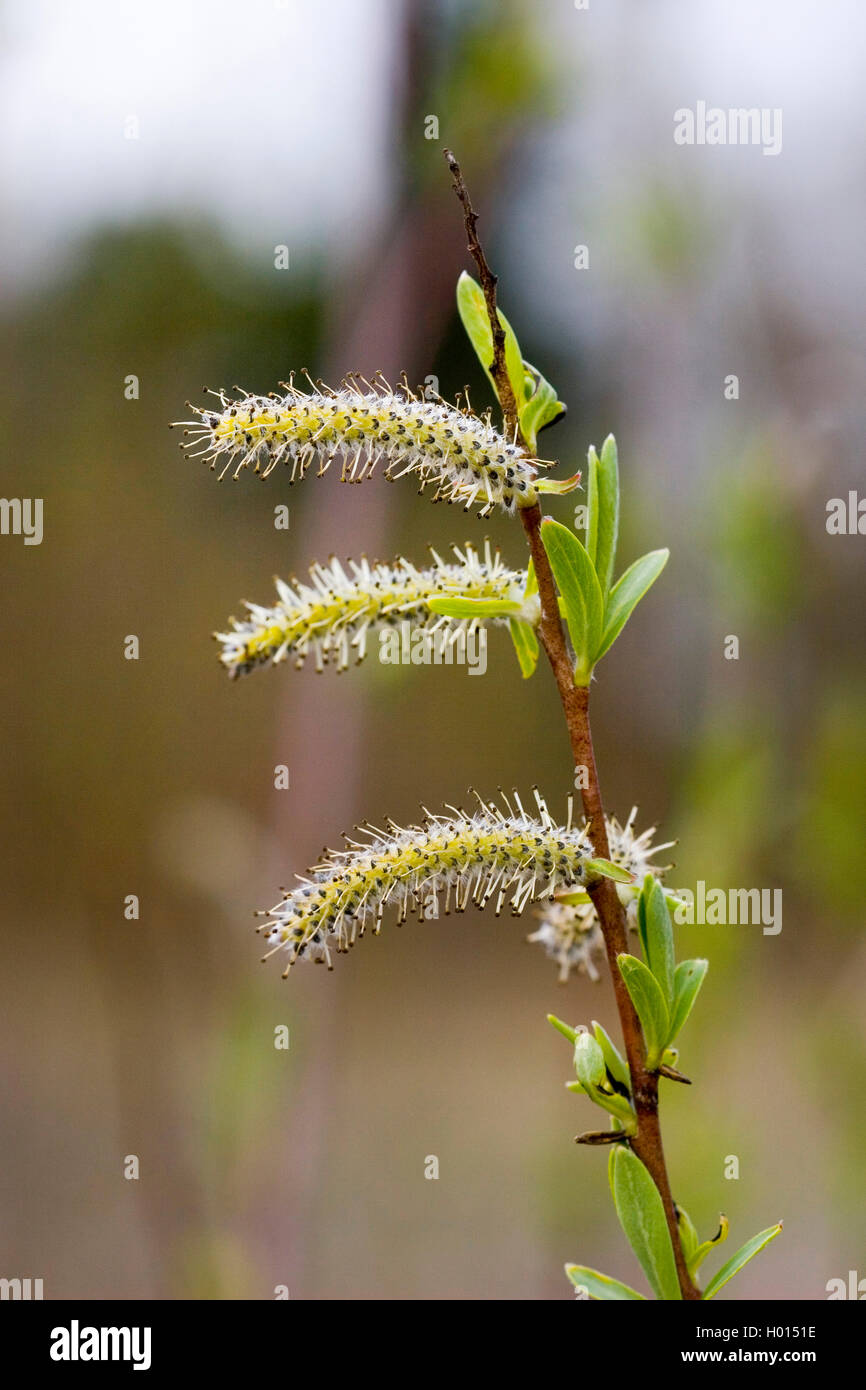 Purpur Weide Salix purpurea Purple Willow