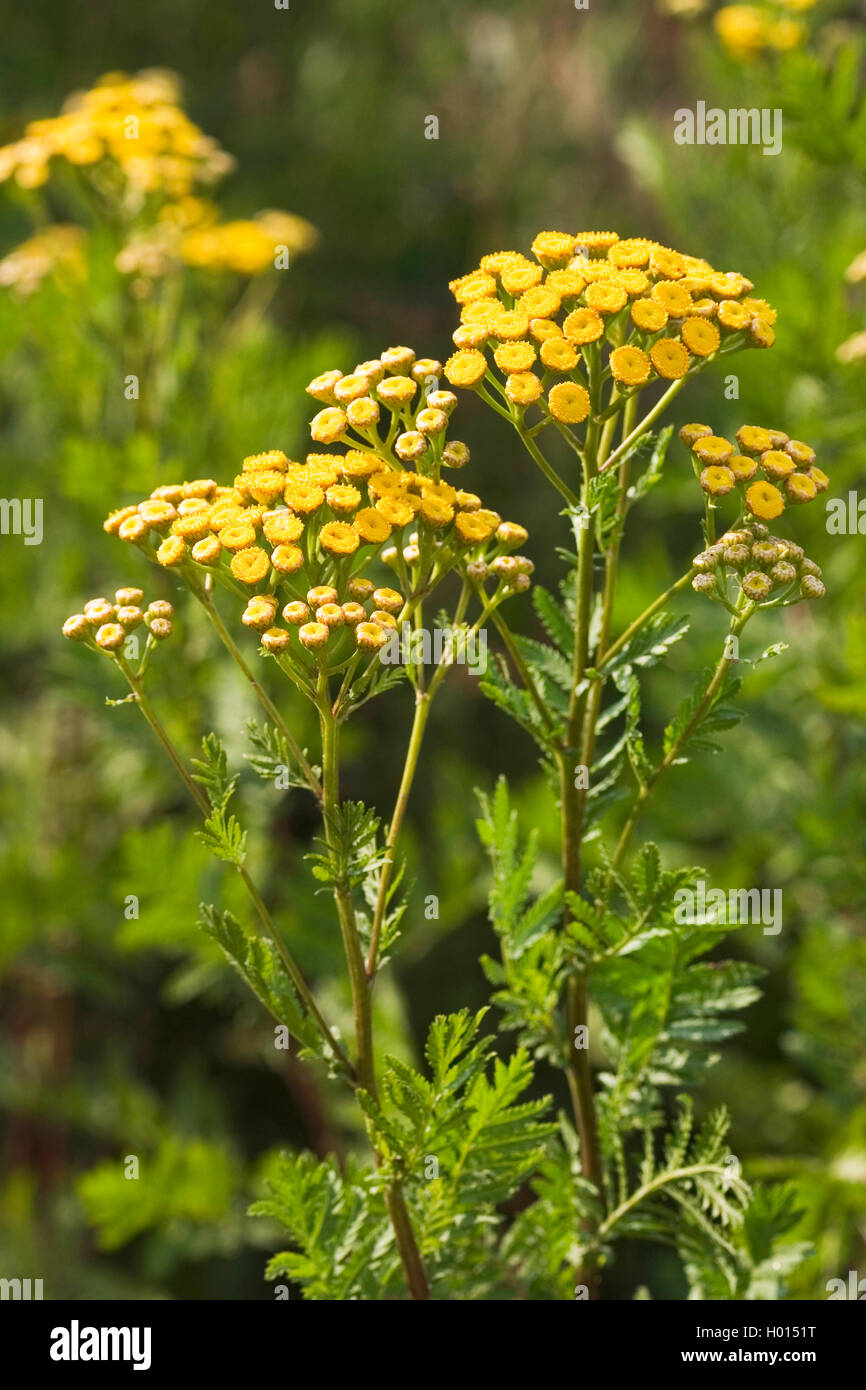 common tansy (Tanacetum vulgare, Chrysanthemum vulgare), blooming, Germany Stock Photo