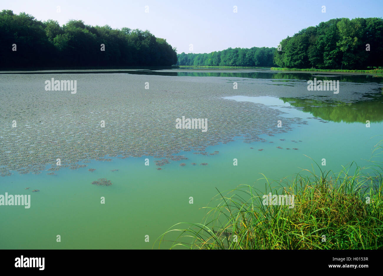 water chestnut (Trapa natans), swimming, Germany Stock Photo