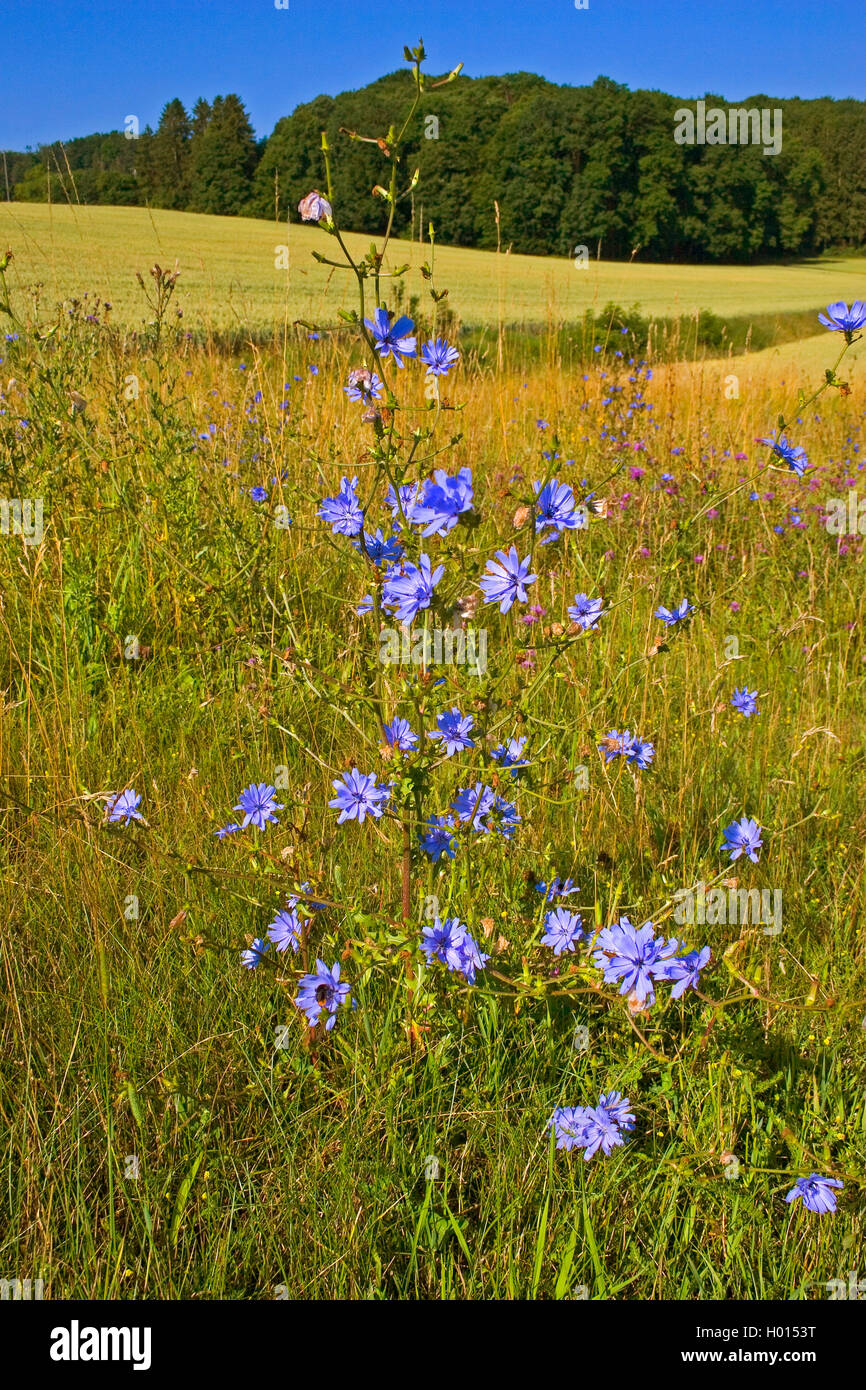 blue sailors, common chicory, wild succory (Cichorium intybus), blooming, Germany Stock Photo