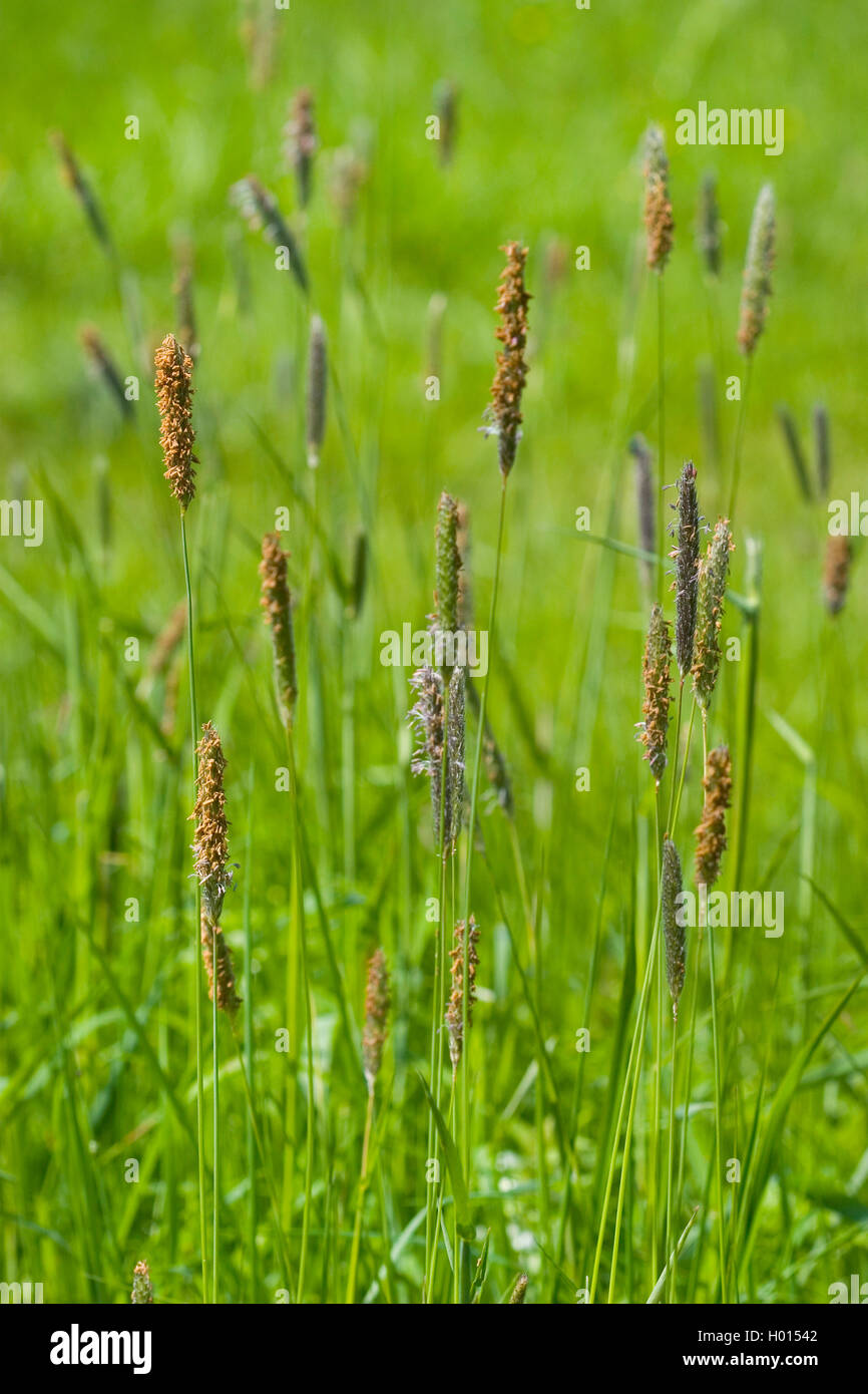 meadow foxtail grass (Alopecurus pratensis), blooming in a meadow, Germany Stock Photo