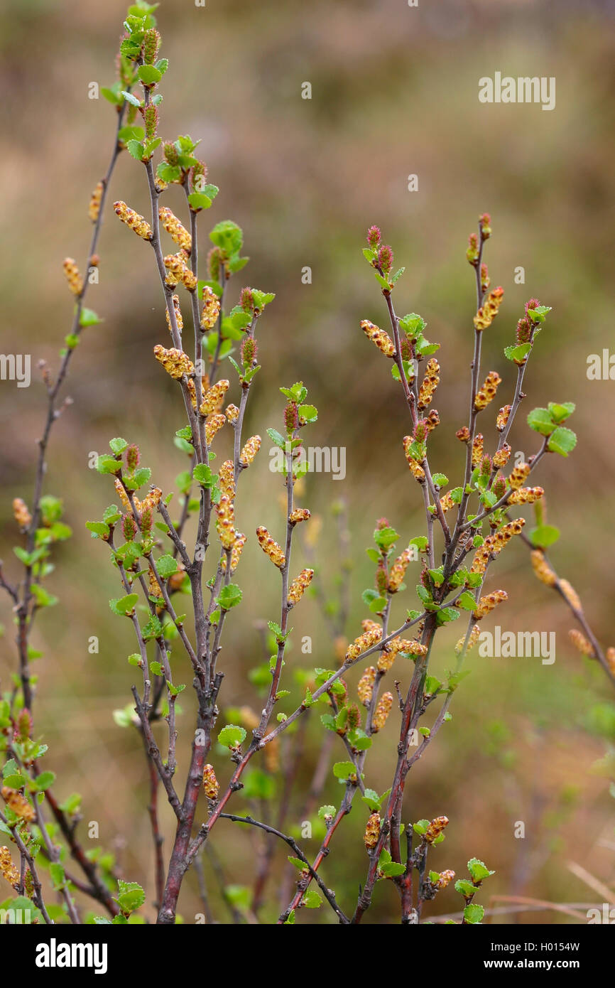 Smooth dwarf birch, Dwarf birch, Dwarf-birch (Betula nana), blooming, Germany Stock Photo
