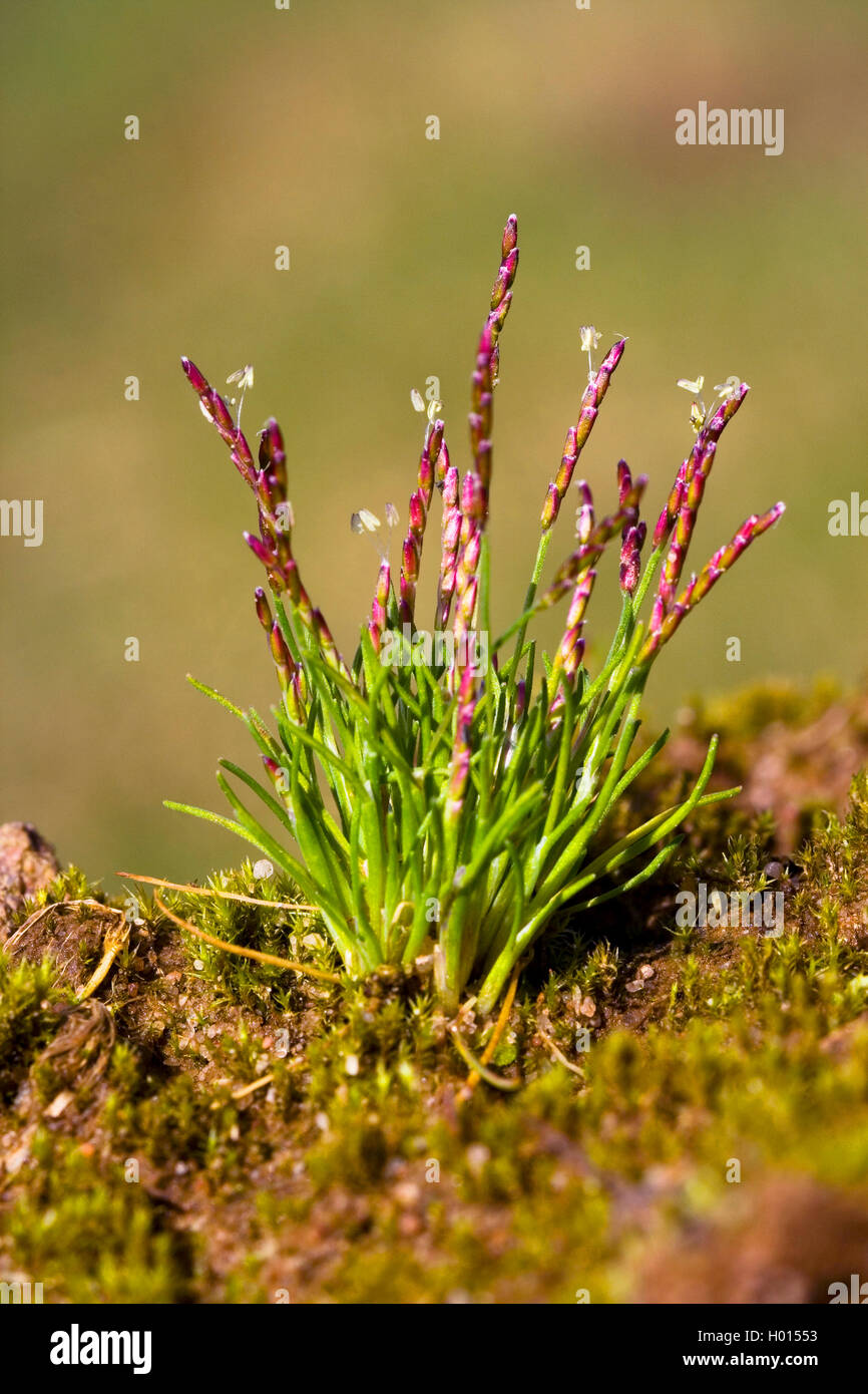 Mibora verna, Early sandgrass (Mibora minima, Agrostis minima, Chamagrostis minima, Chamagrostis verna, Mibora verna), blooming, Germany Stock Photo